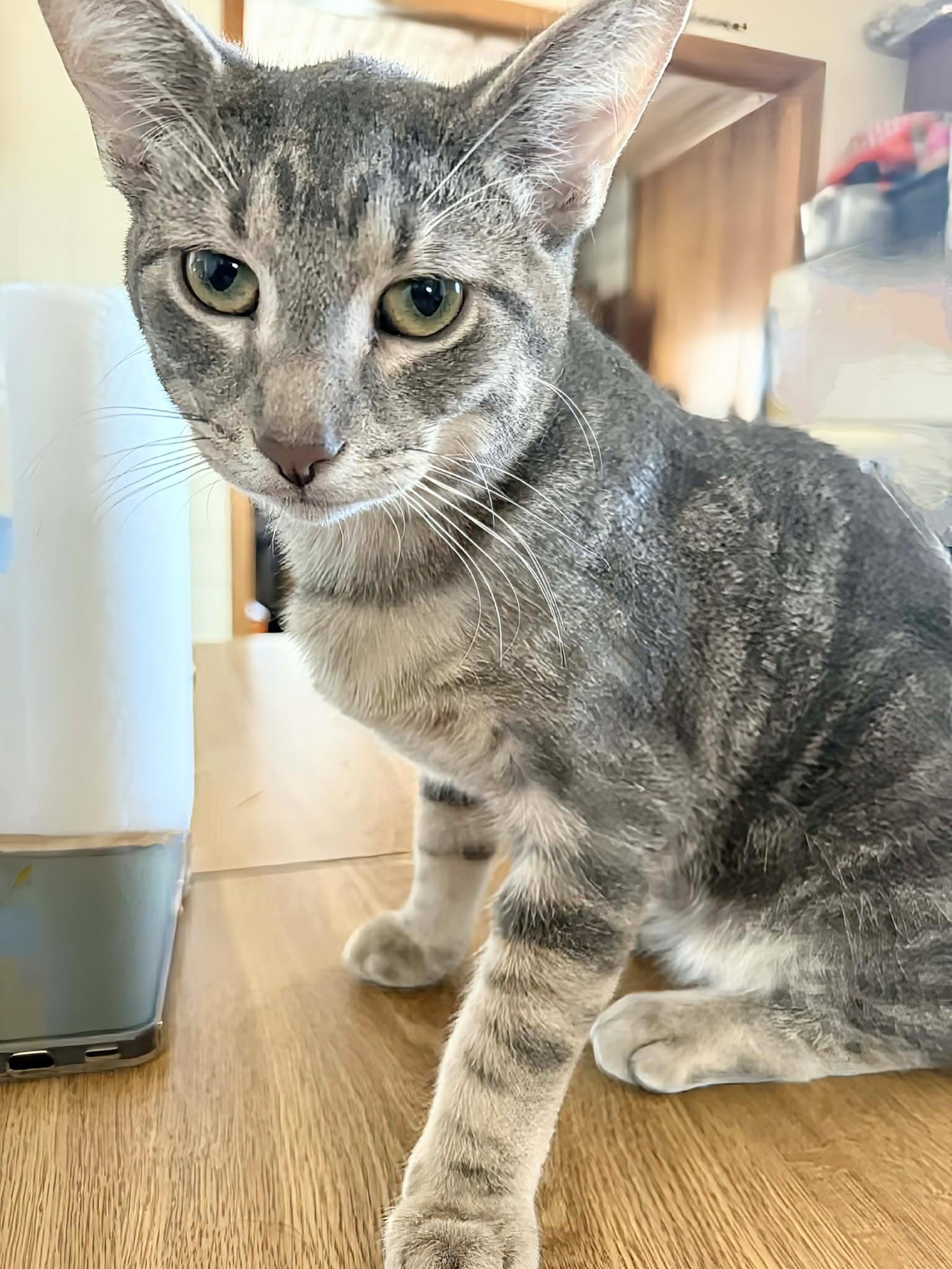 Yoda, an adoption pending Domestic Short Hair in Winnipeg, MB image 3/5