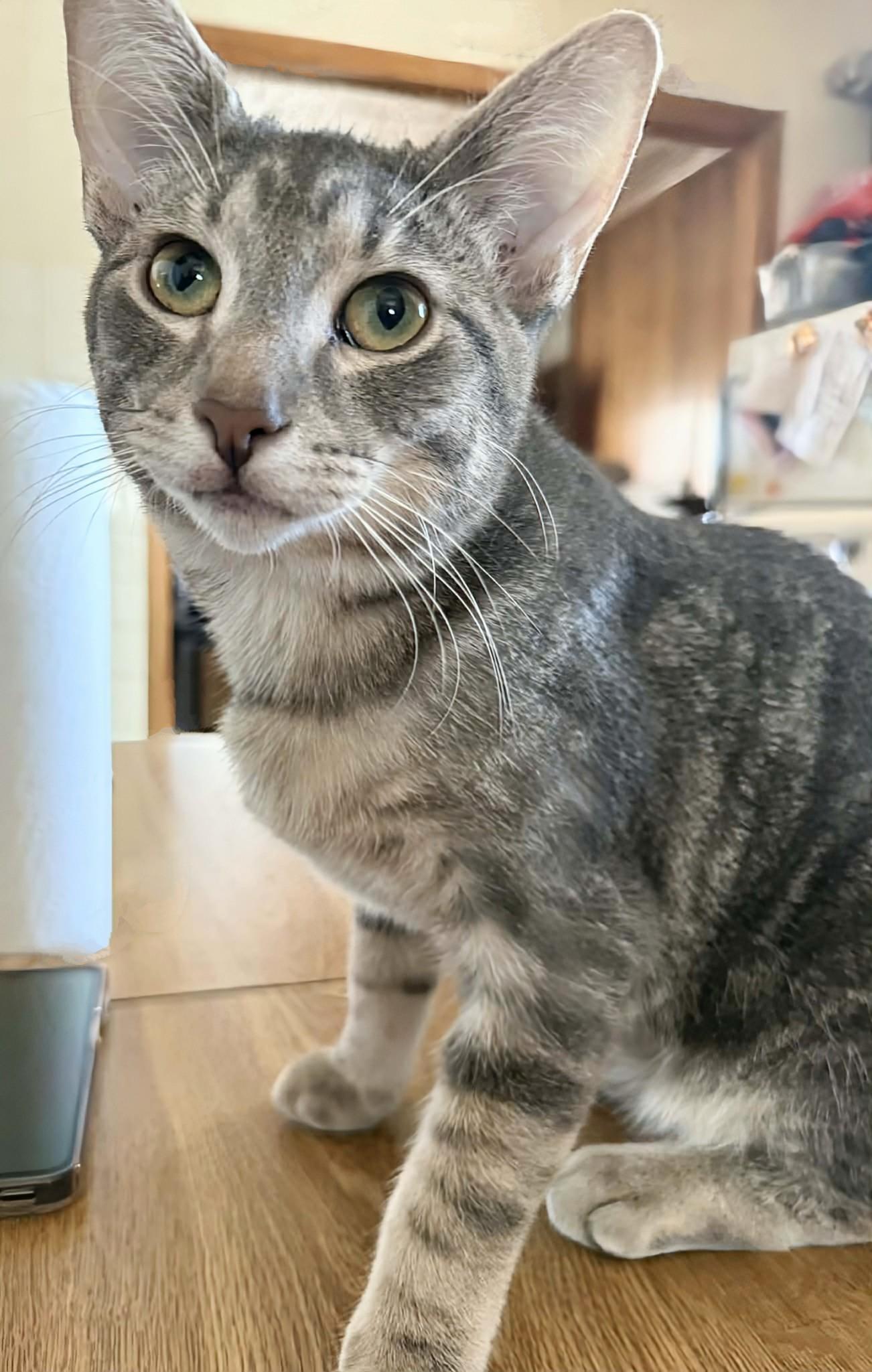 Yoda, an adoption pending Domestic Short Hair in Winnipeg, MB image 2/5