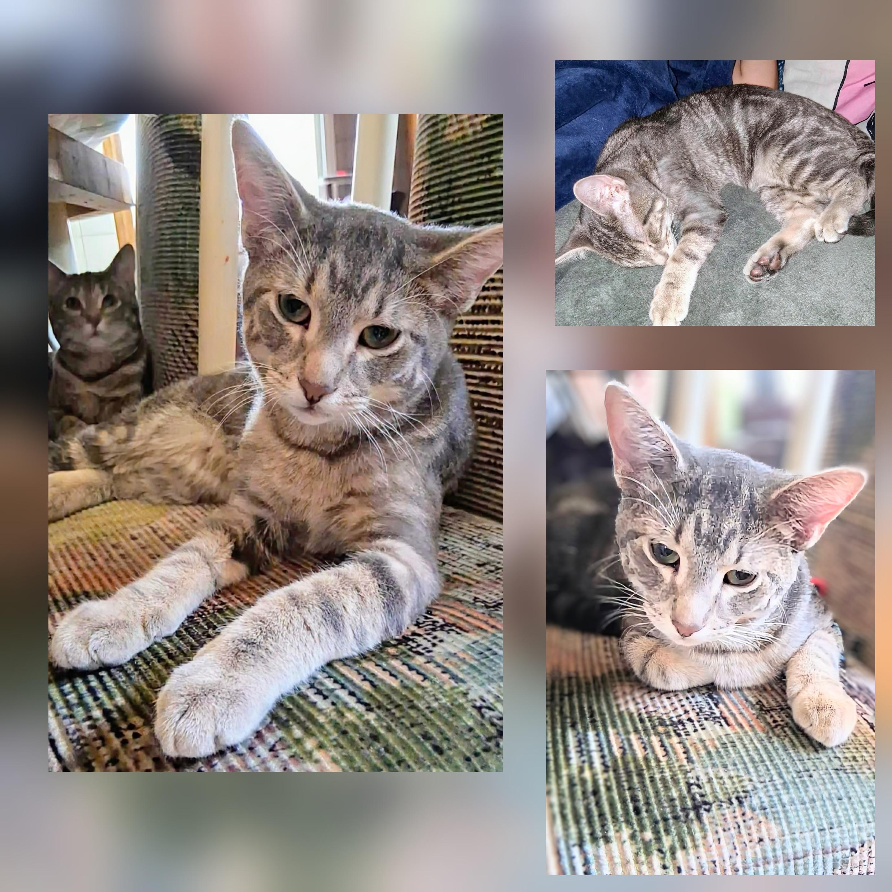 Yoda, an adoption pending Domestic Short Hair in Winnipeg, MB image 5/5