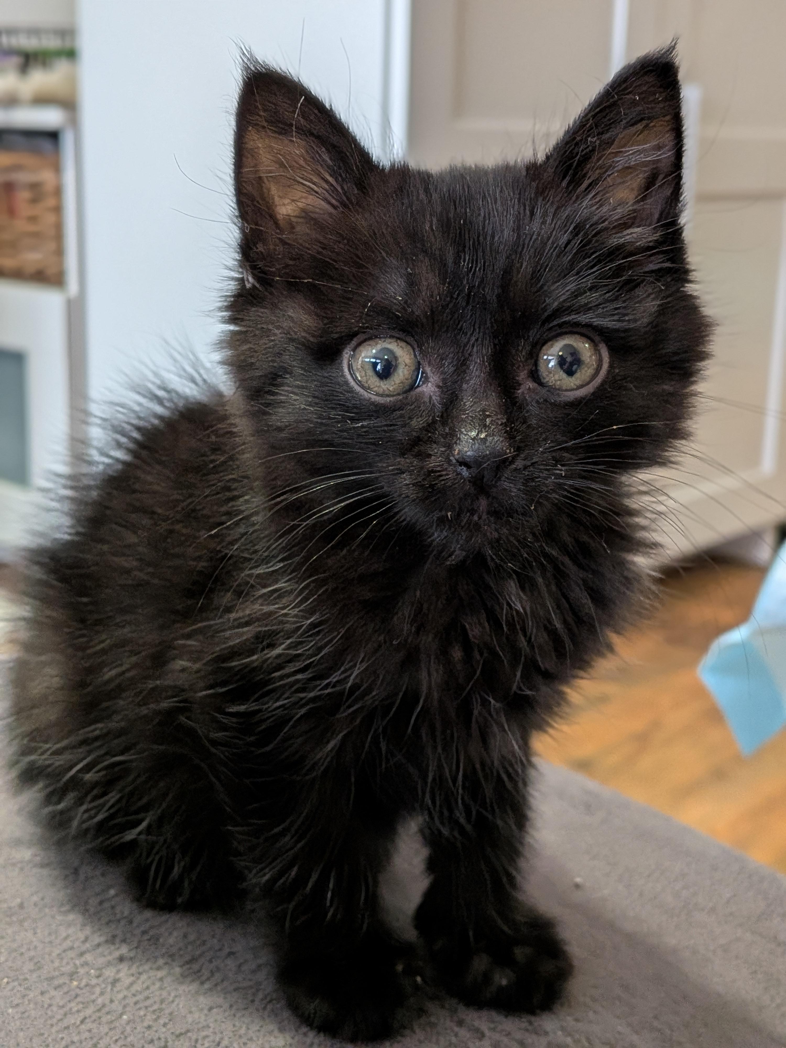 11112025E, Adopted, Young Female Domestic Short Hair.