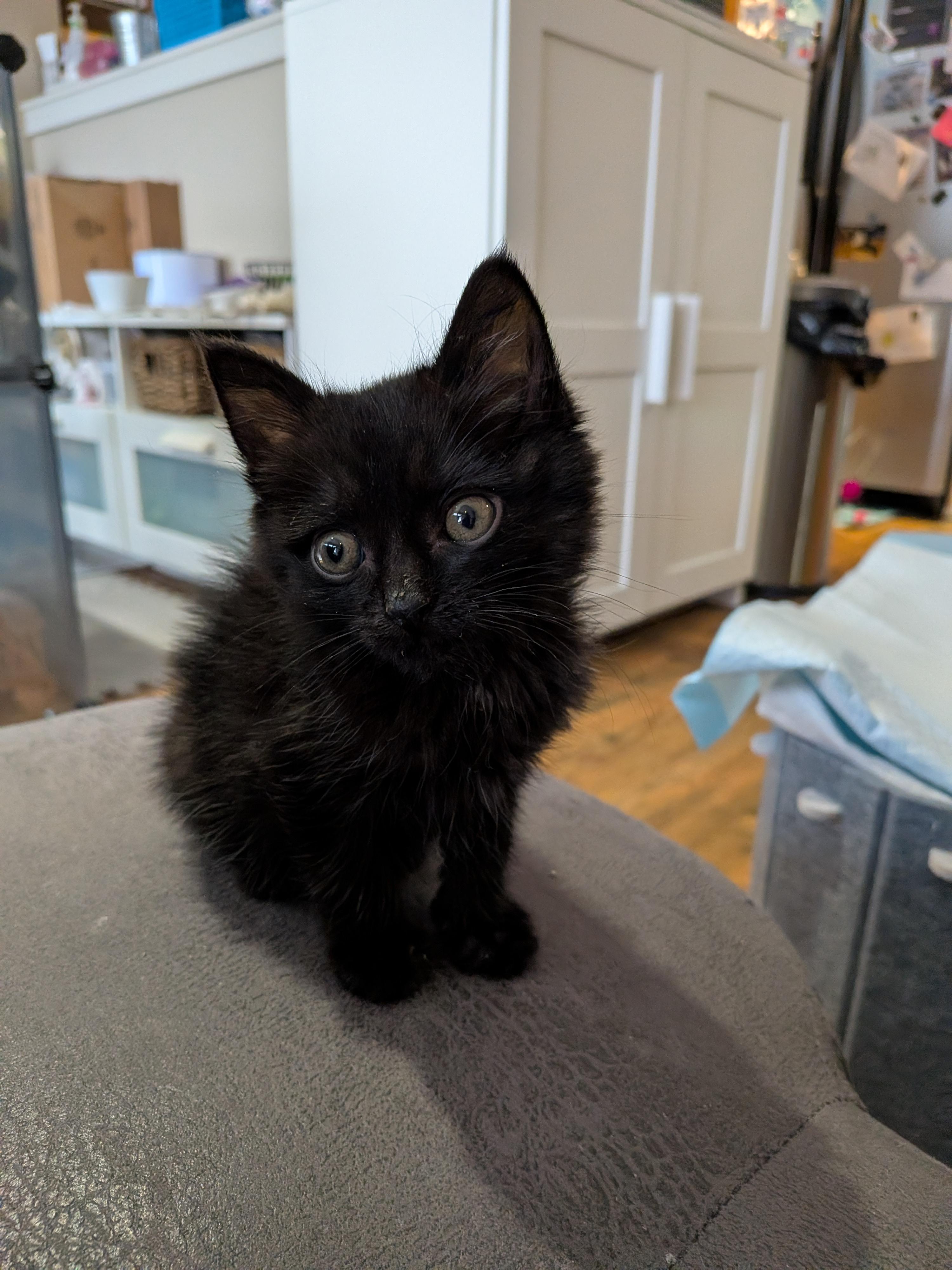 Enlarge 11112025E, a Adopted Domestic Short Hair in Kamloops, BC image 2/6