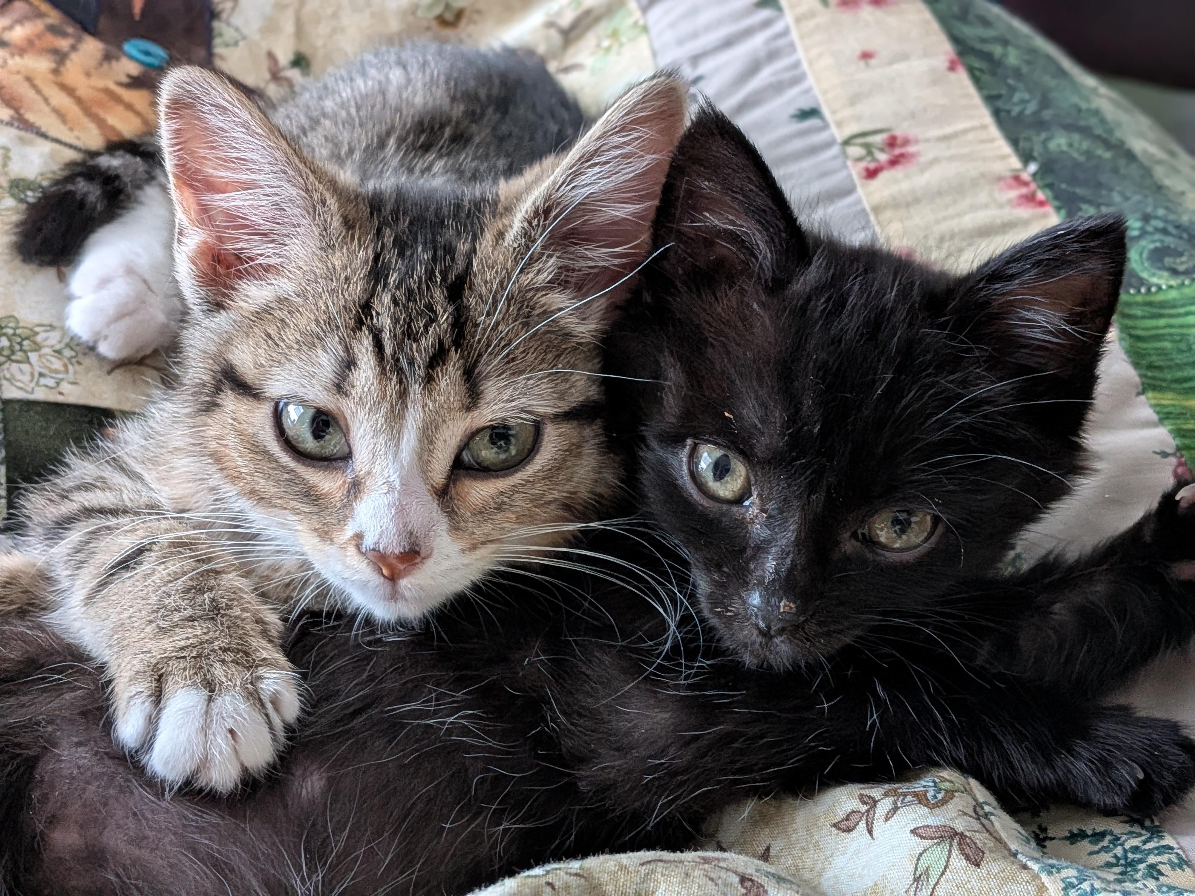 Enlarge 11112025E, a Adopted Domestic Short Hair in Kamloops, BC image 3/6