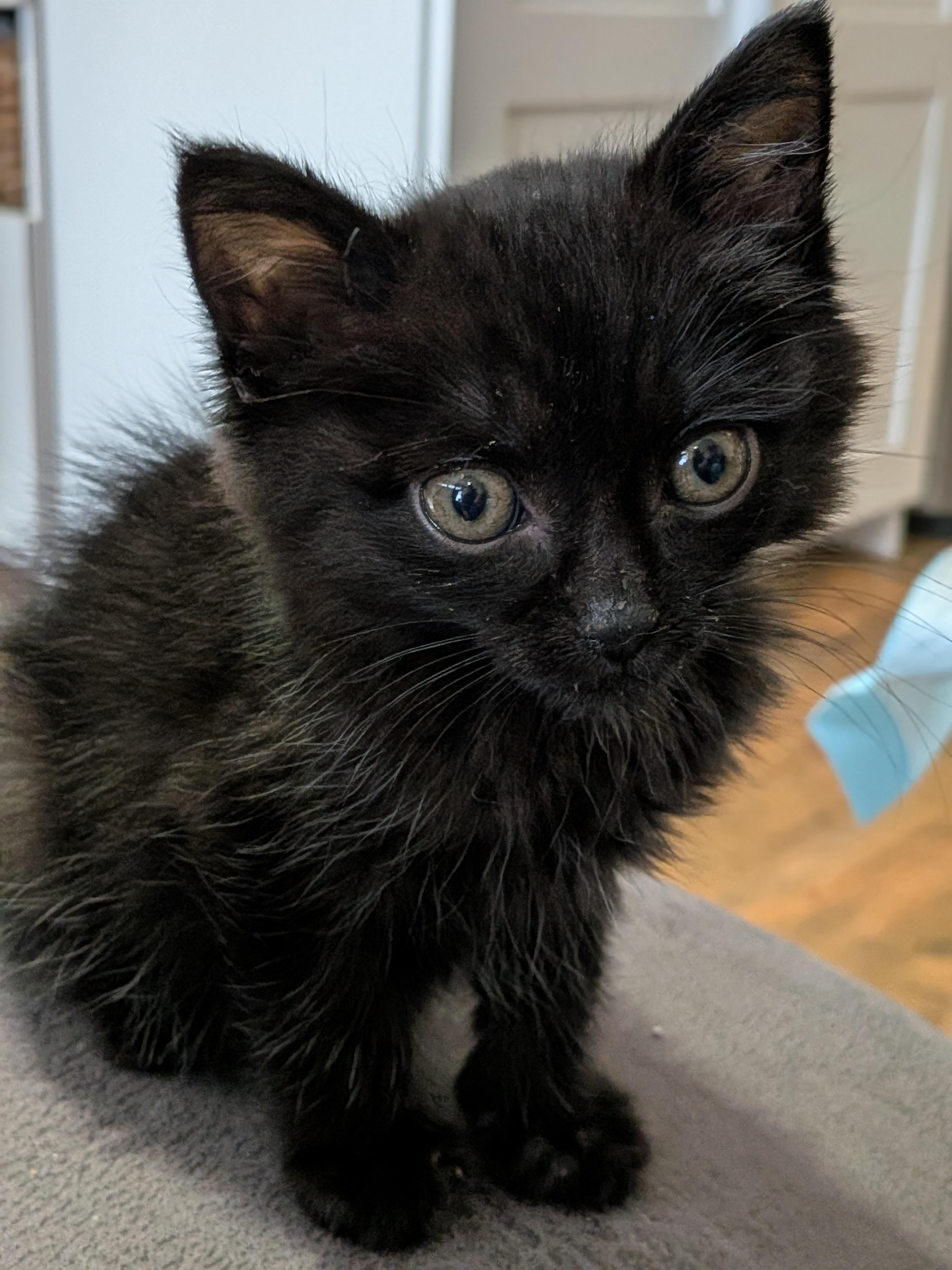 Enlarge 11112025E, a Adopted Domestic Short Hair in Kamloops, BC image 4/6