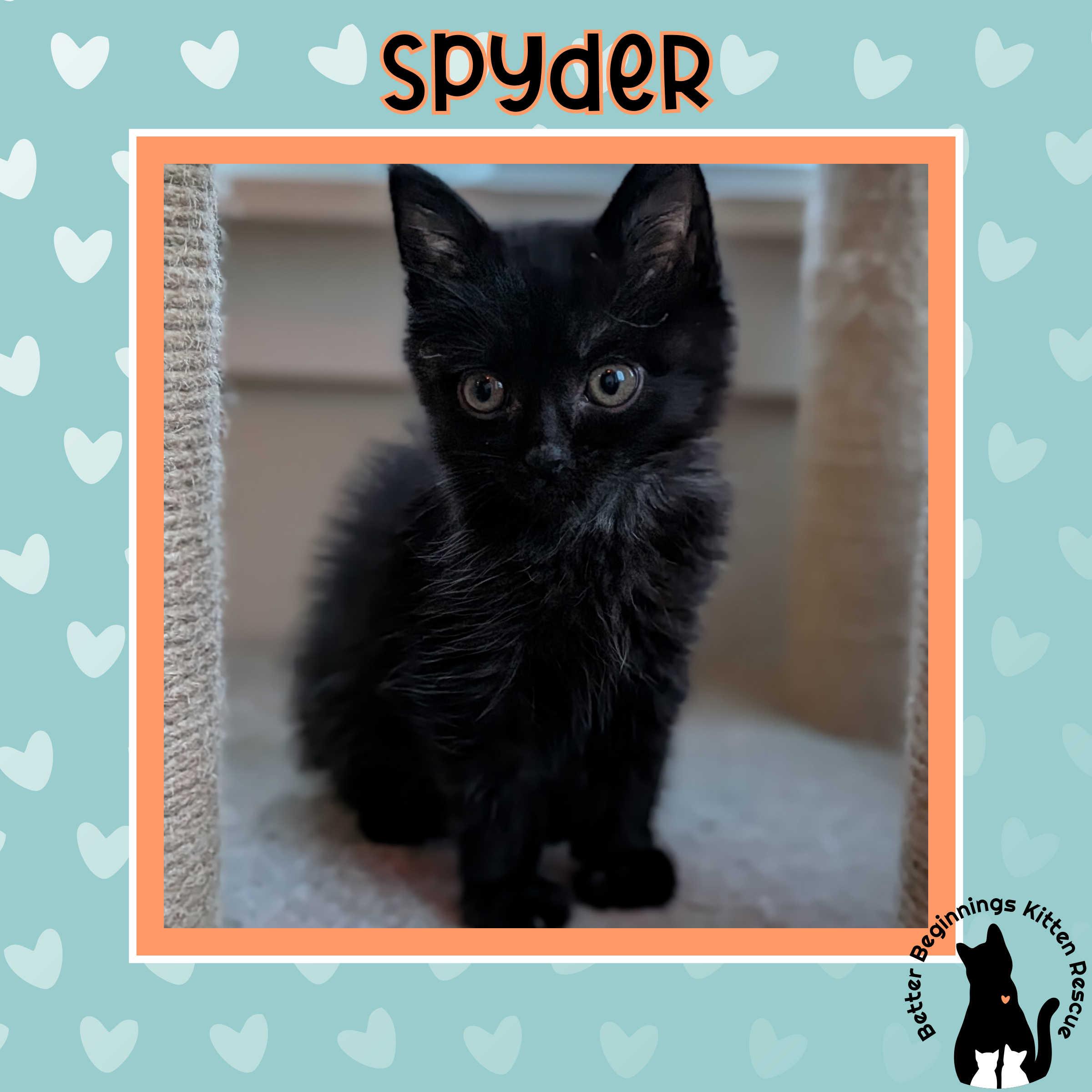 Enlarge 11112025E, a Adopted Domestic Short Hair in Kamloops, BC image 5/6