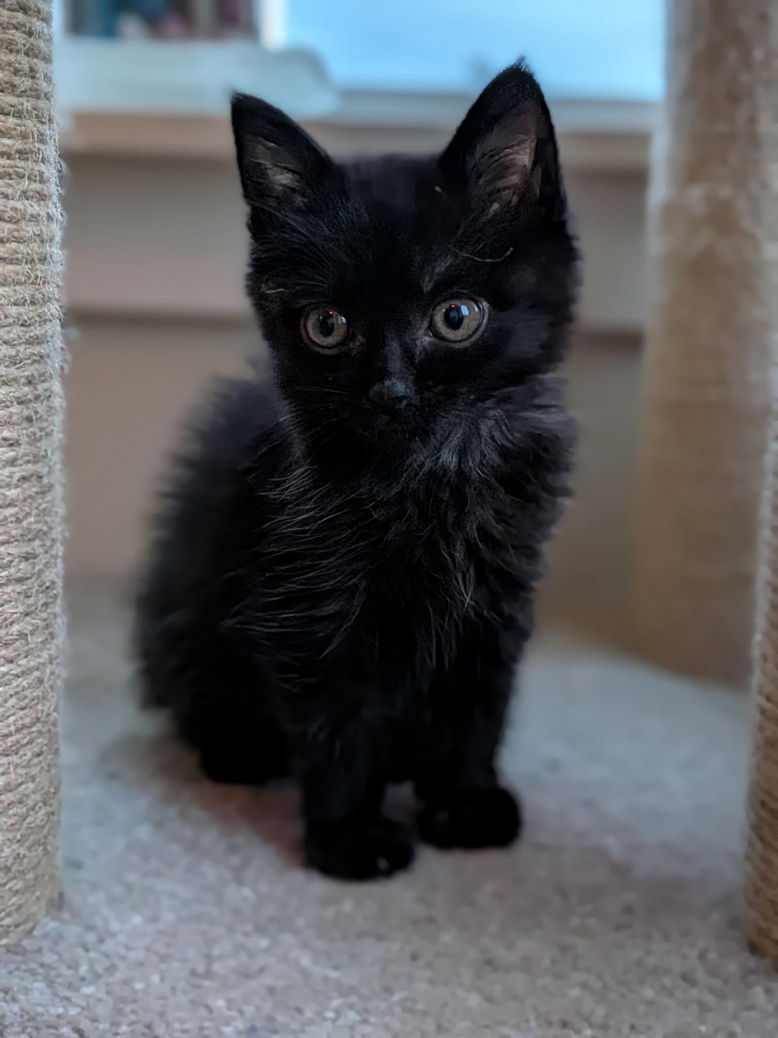 Enlarge 11112025E, a Adopted Domestic Short Hair in Kamloops, BC image 6/6