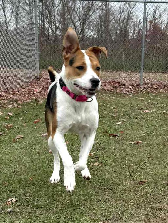 Enlarge Minnie, a Adoptable mixed breed in Onalaska, WI image 1/6