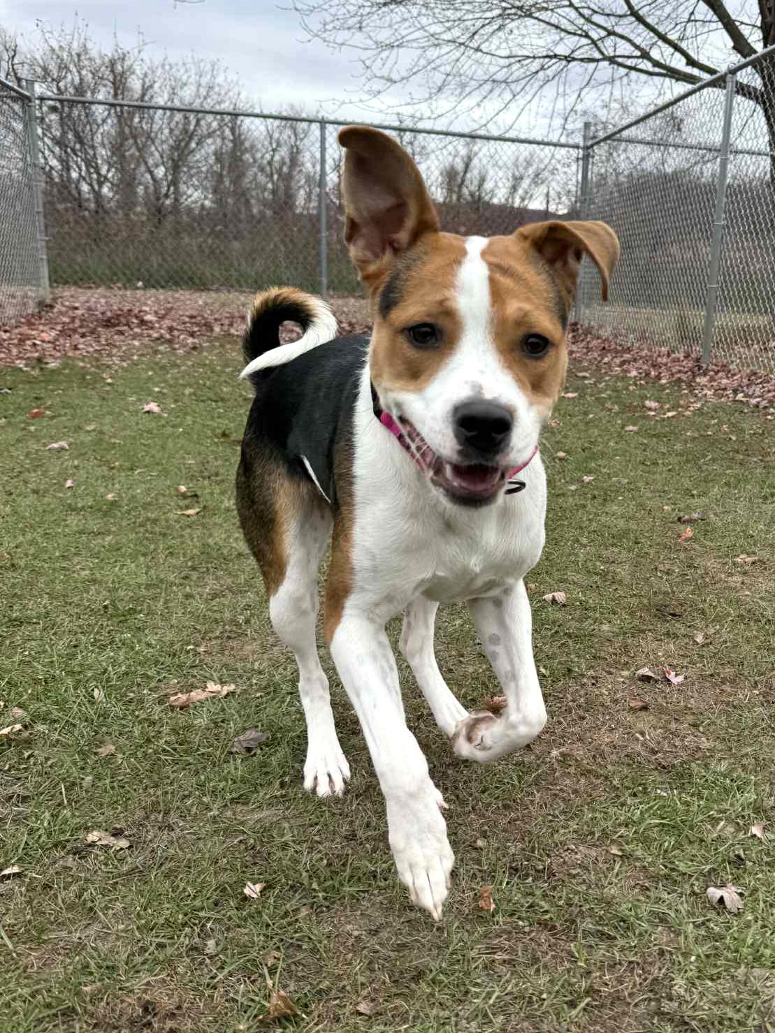 Enlarge Minnie, a Adoptable mixed breed in Onalaska, WI image 2/6