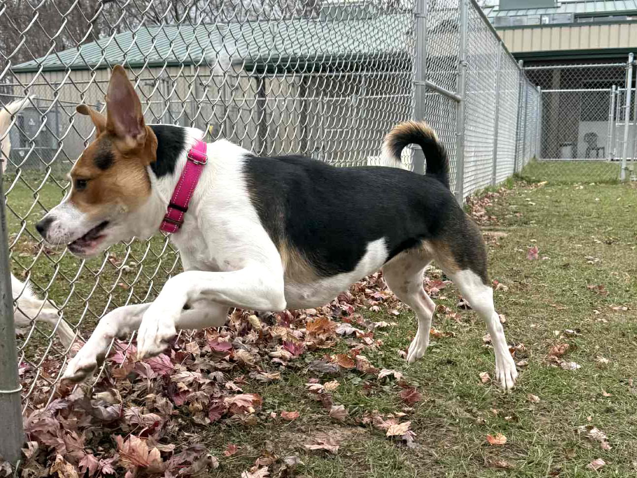 Enlarge Minnie, a Adoptable mixed breed in Onalaska, WI image 3/6