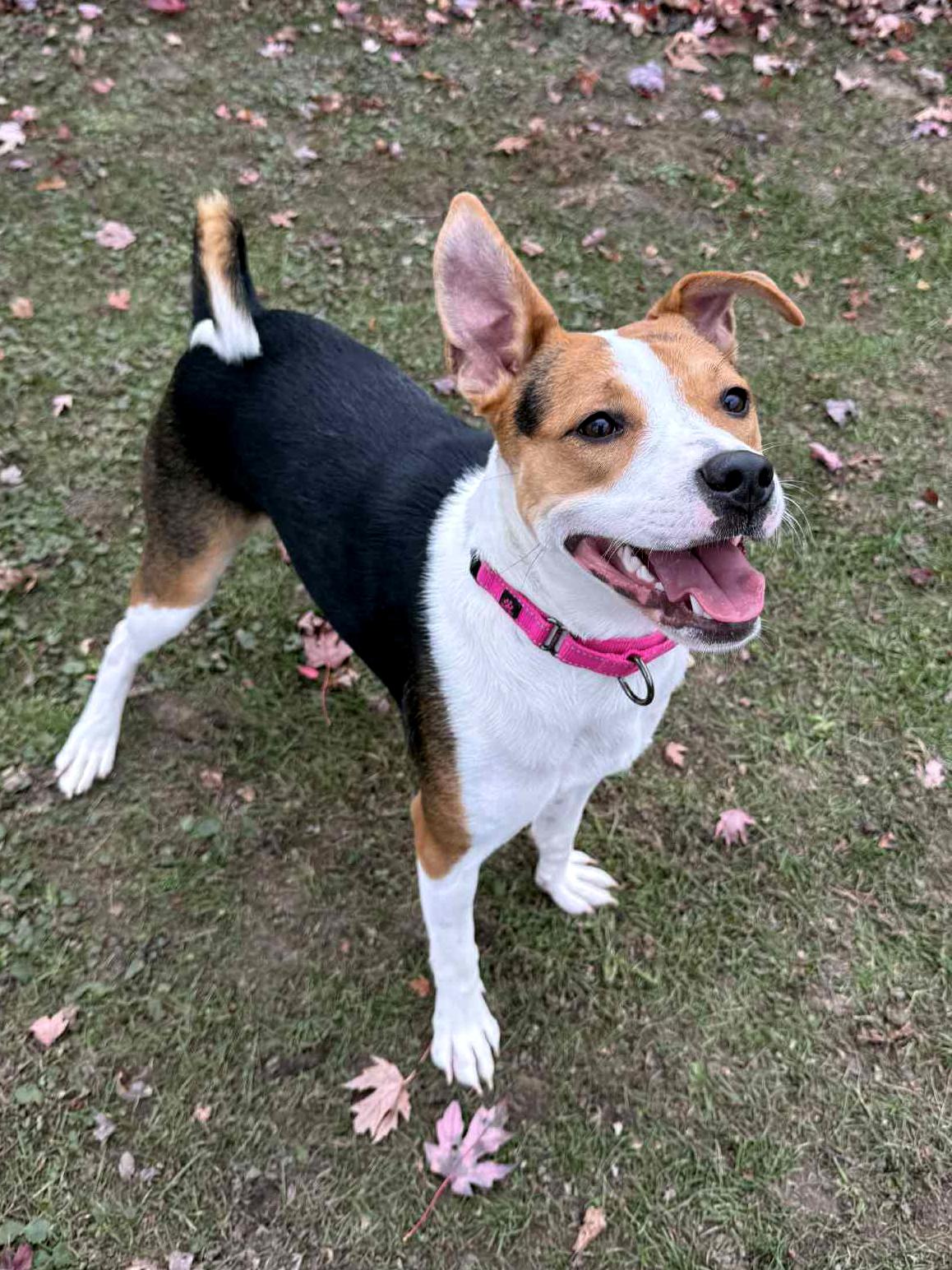 Enlarge Minnie, a Adoptable mixed breed in Onalaska, WI image 4/6