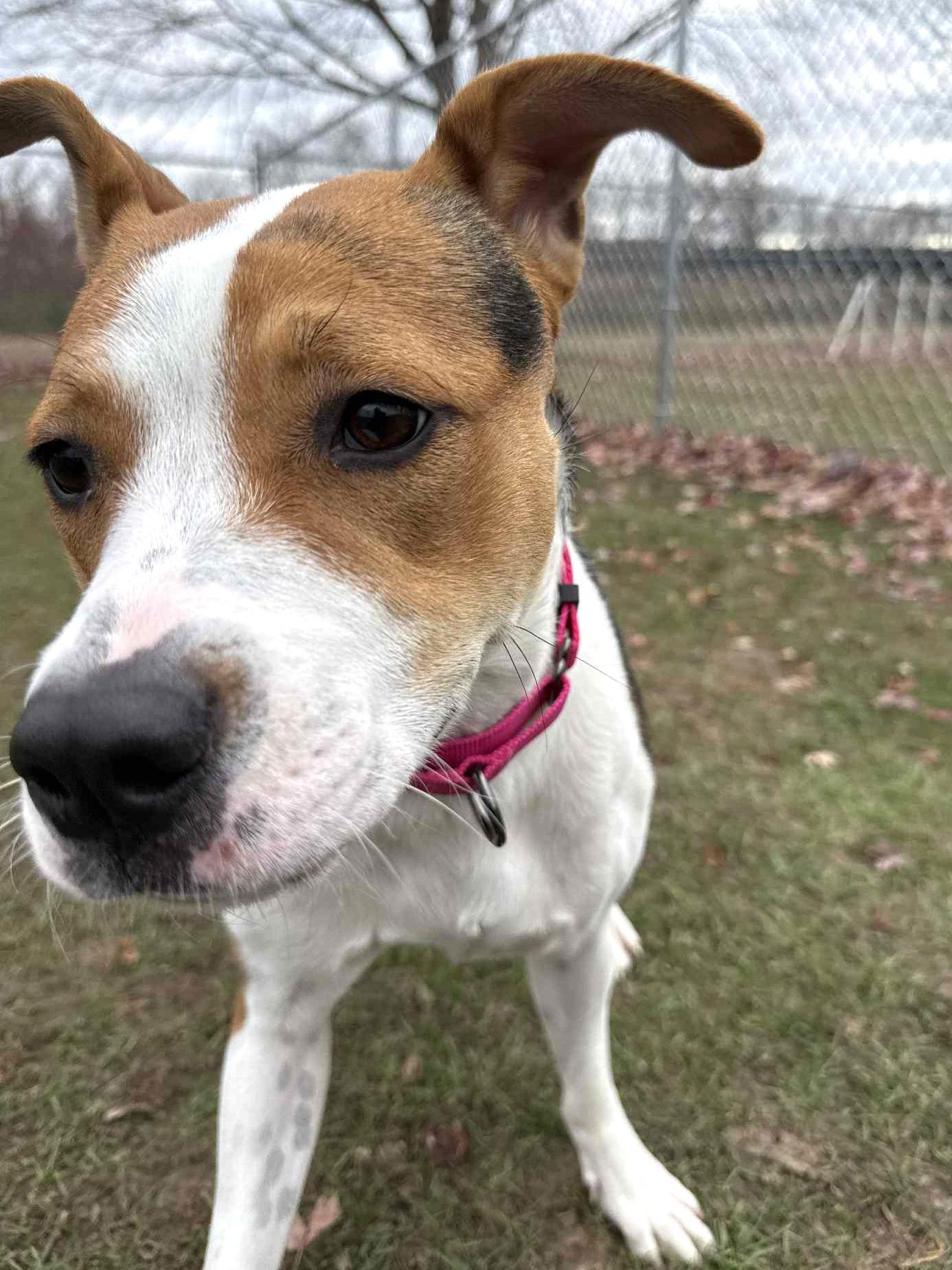 Enlarge Minnie, a Adoptable mixed breed in Onalaska, WI image 5/6