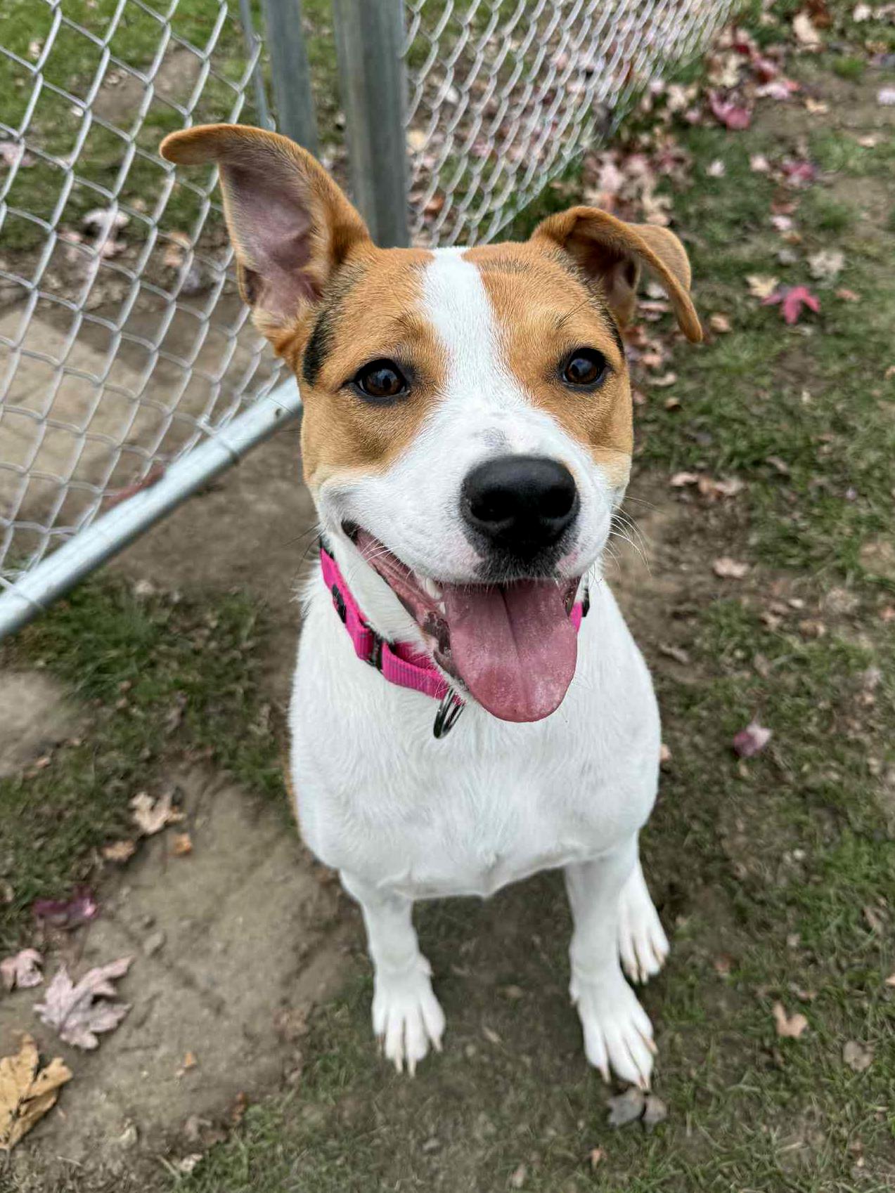 Enlarge Minnie, a Adoptable mixed breed in Onalaska, WI image 6/6