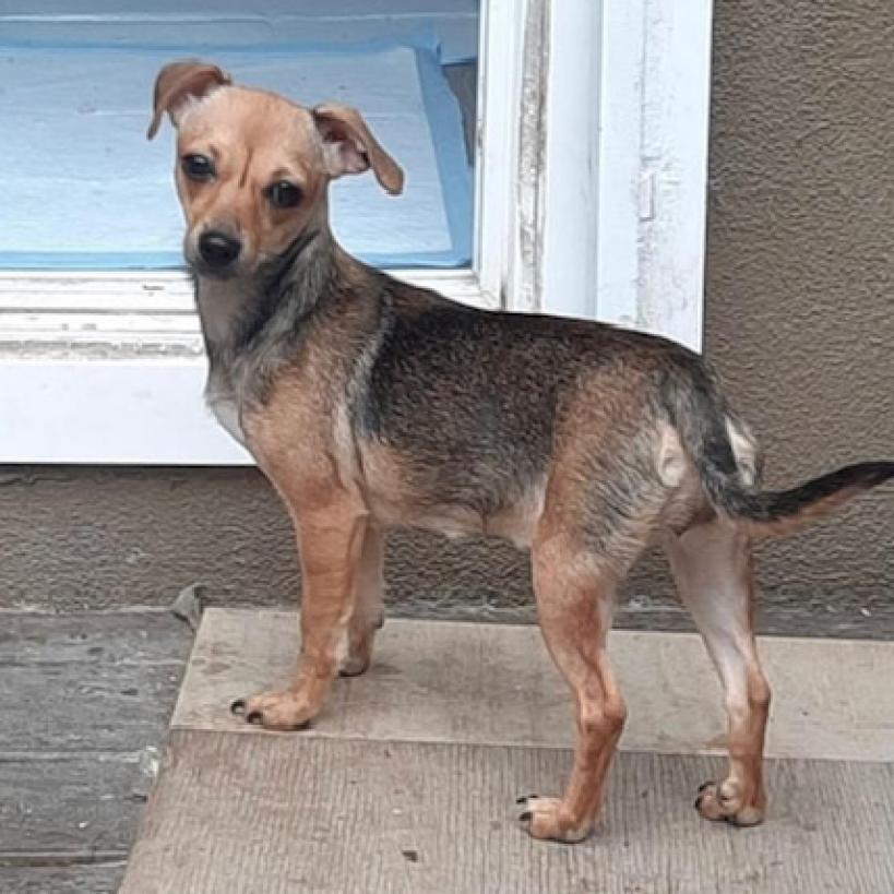 Nellie, Adoptable, Adult Female Terrier.