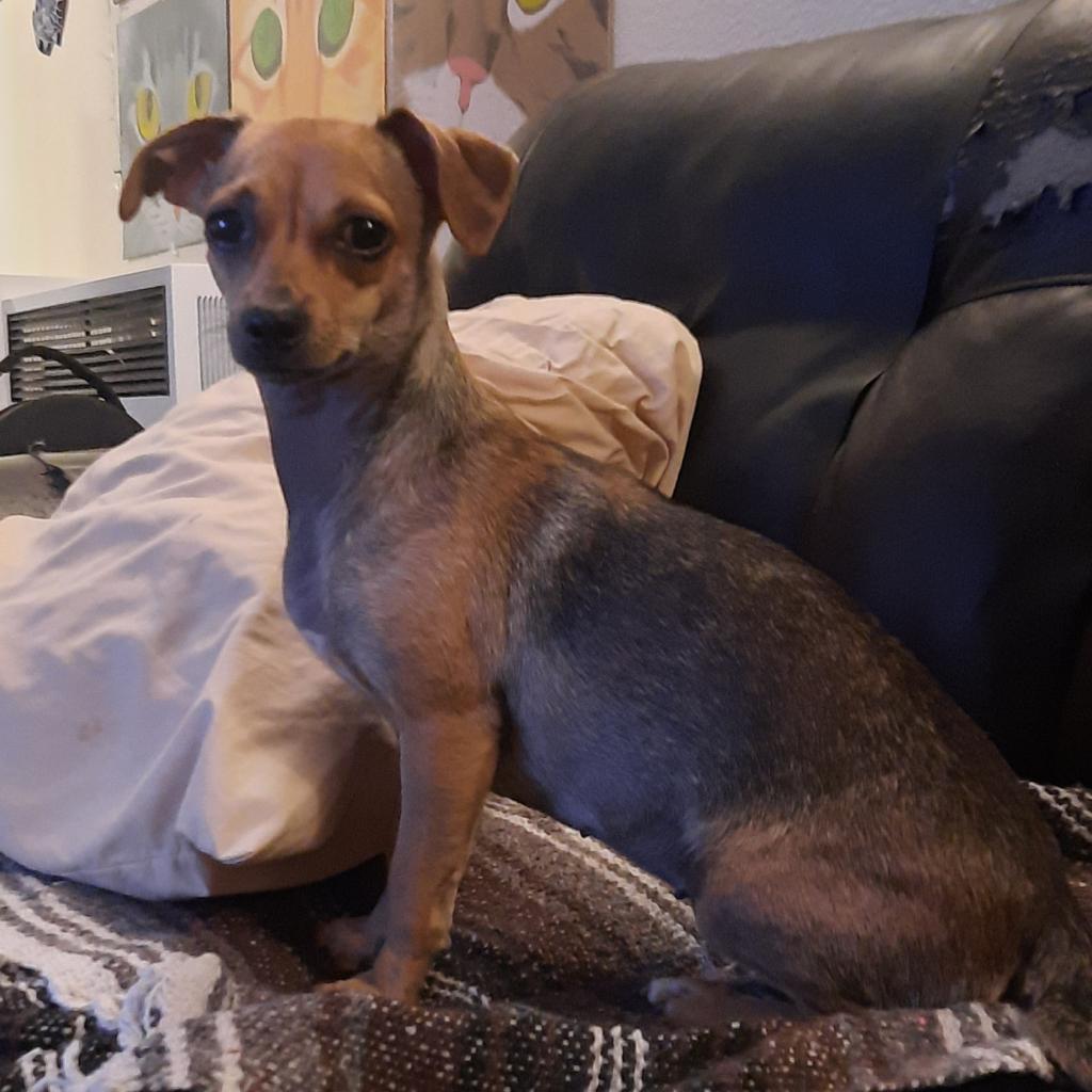 Nellie, a Adoptable mixed breed in San Pablo, CA image 2/3