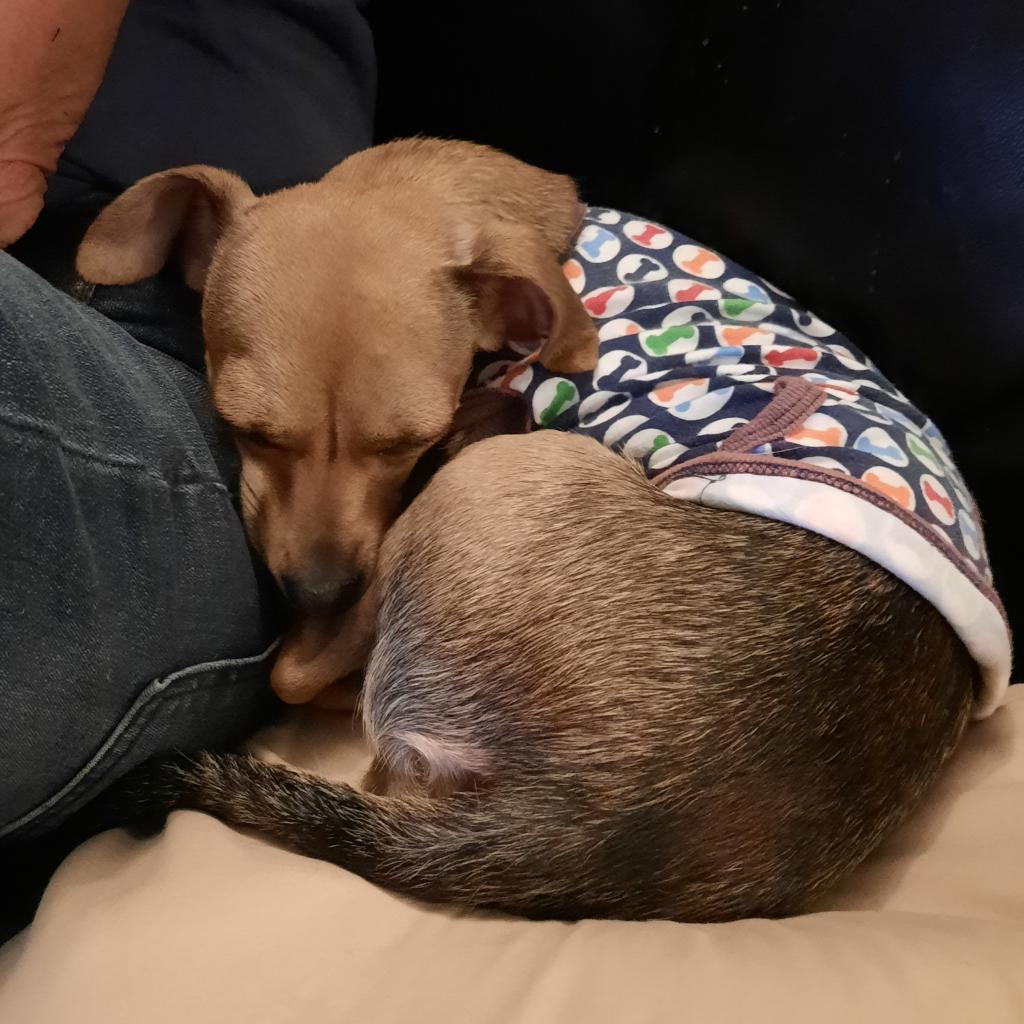 Nellie, a Adoptable mixed breed in San Pablo, CA image 3/3