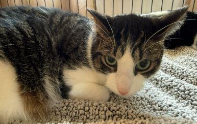 Enlarge Momo, a Adoptable Domestic Short Hair in Keswick, ON image 1/1