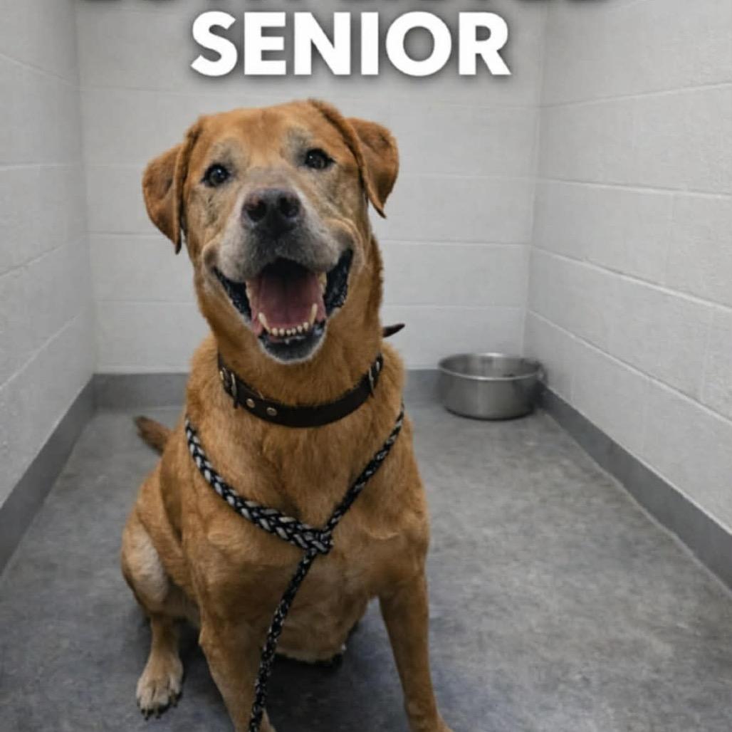 Rascal — thumbnail 2