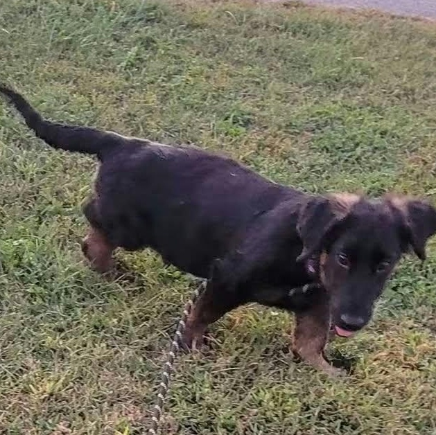 Hailey, Adoptable, Puppy Female Dachshund.