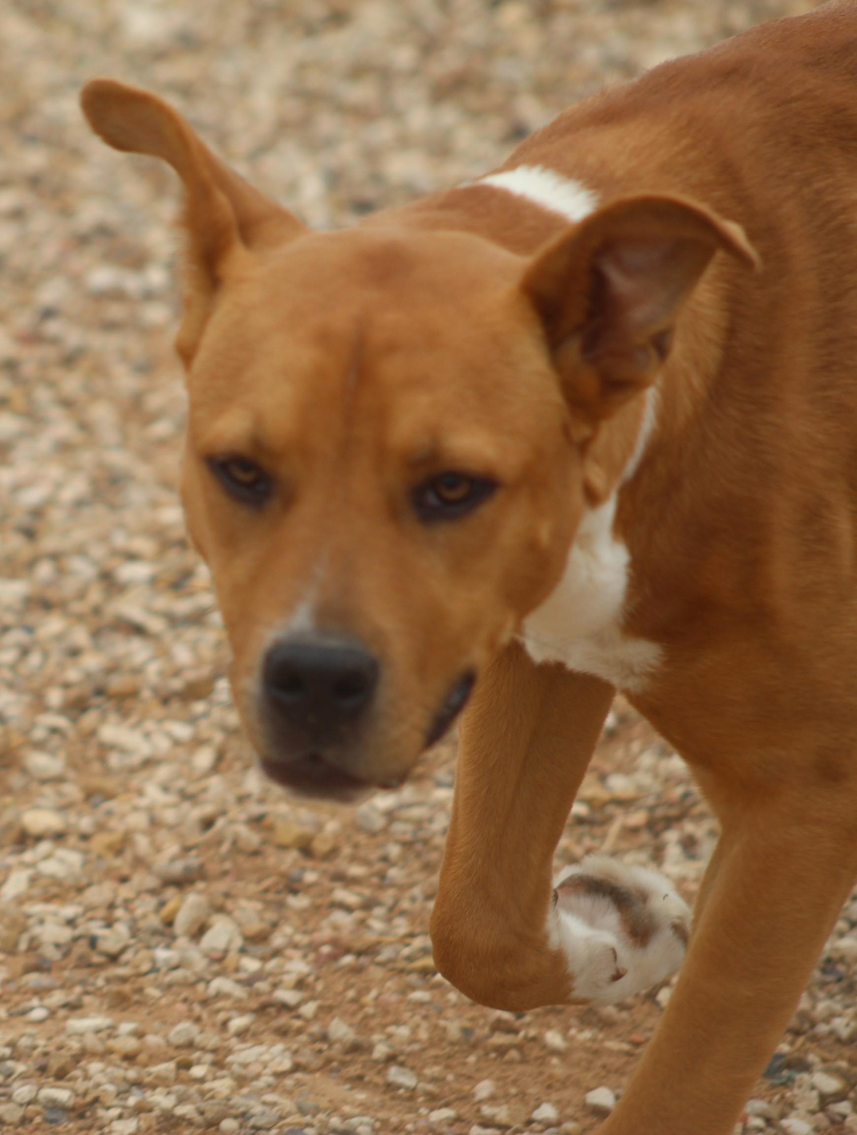 Enlarge Noel, a ADOPTABLE mixed breed in Post, TX image 1/6
