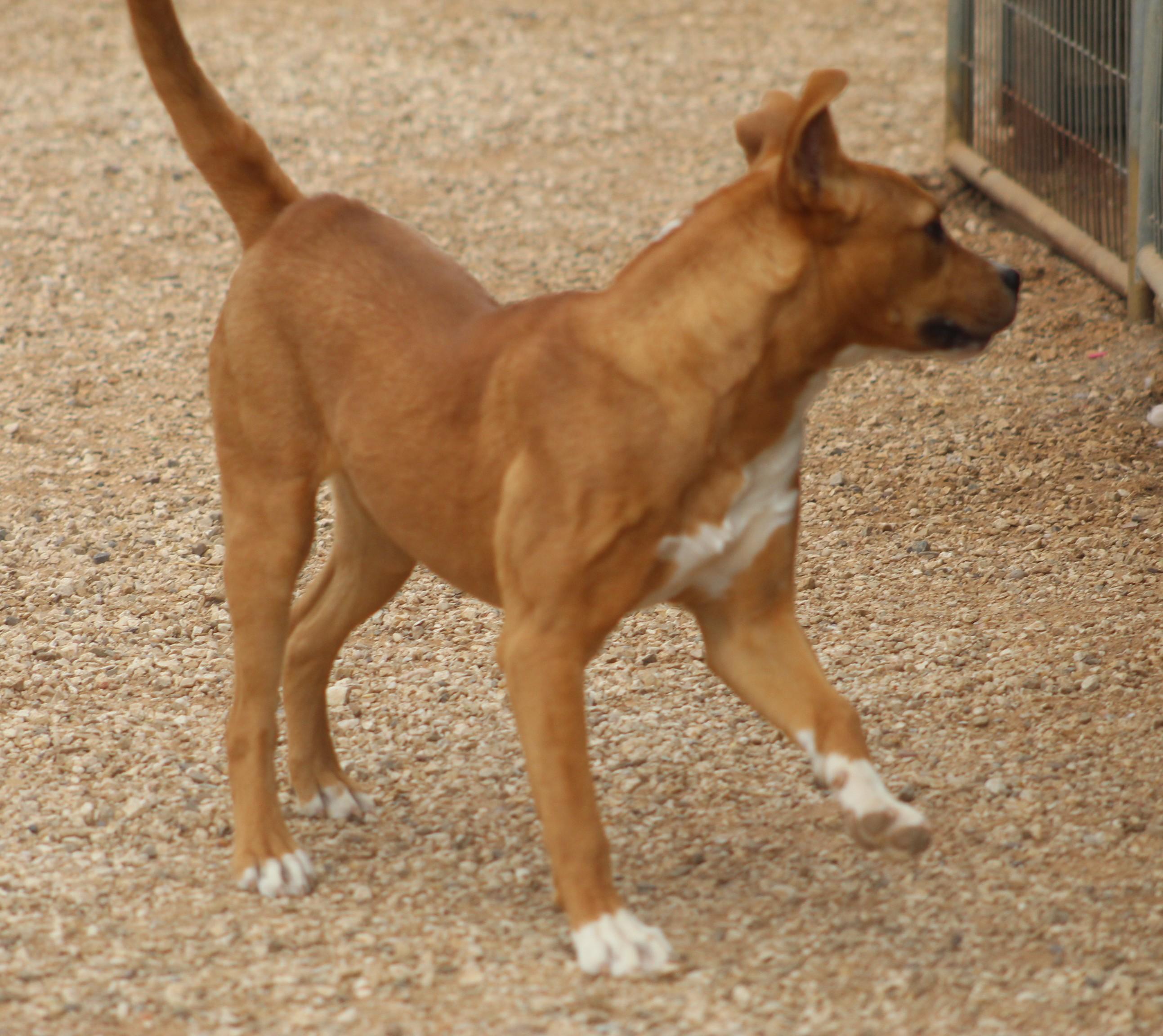 Enlarge Noel, a ADOPTABLE mixed breed in Post, TX image 4/6