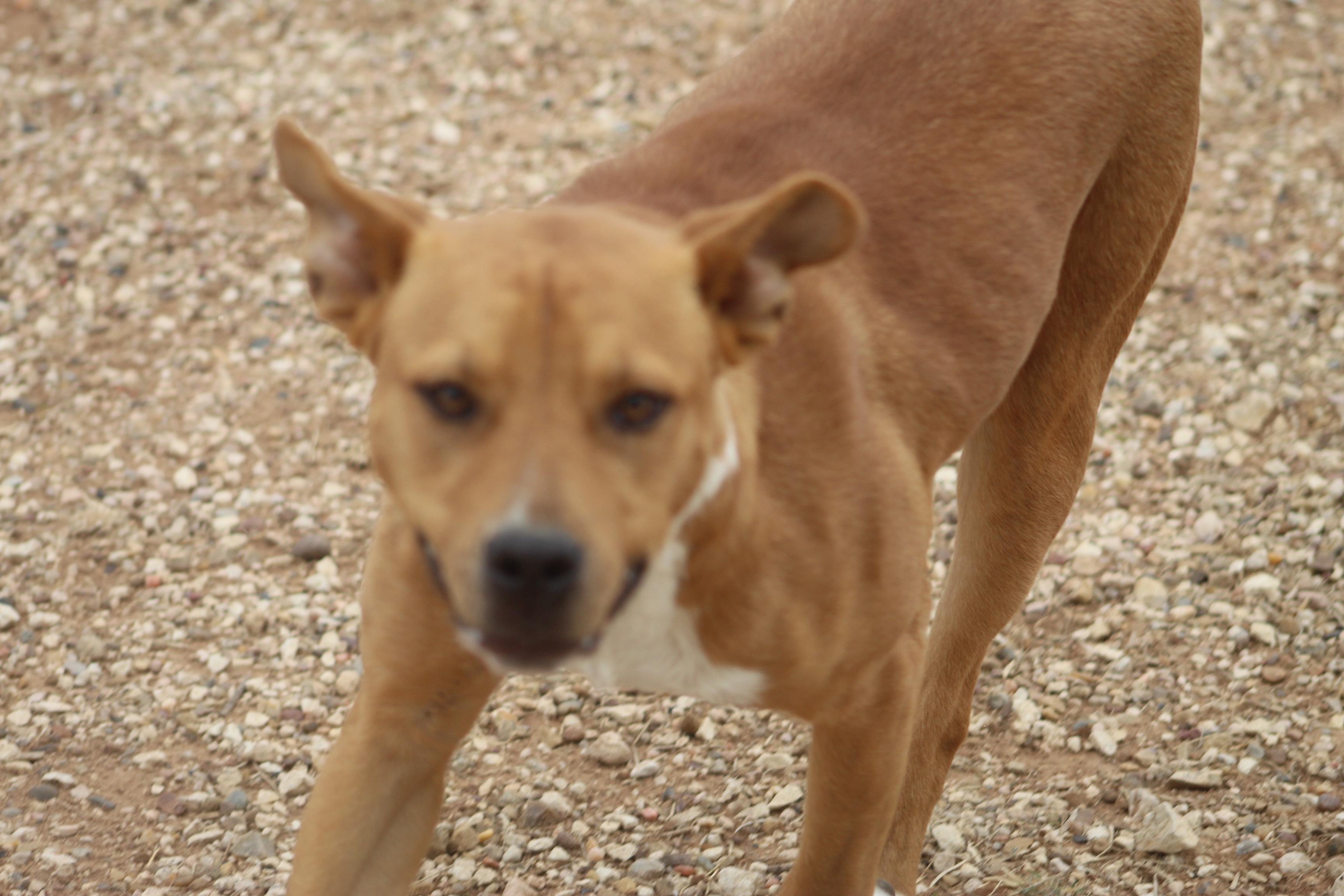 Enlarge Noel, a ADOPTABLE mixed breed in Post, TX image 5/6