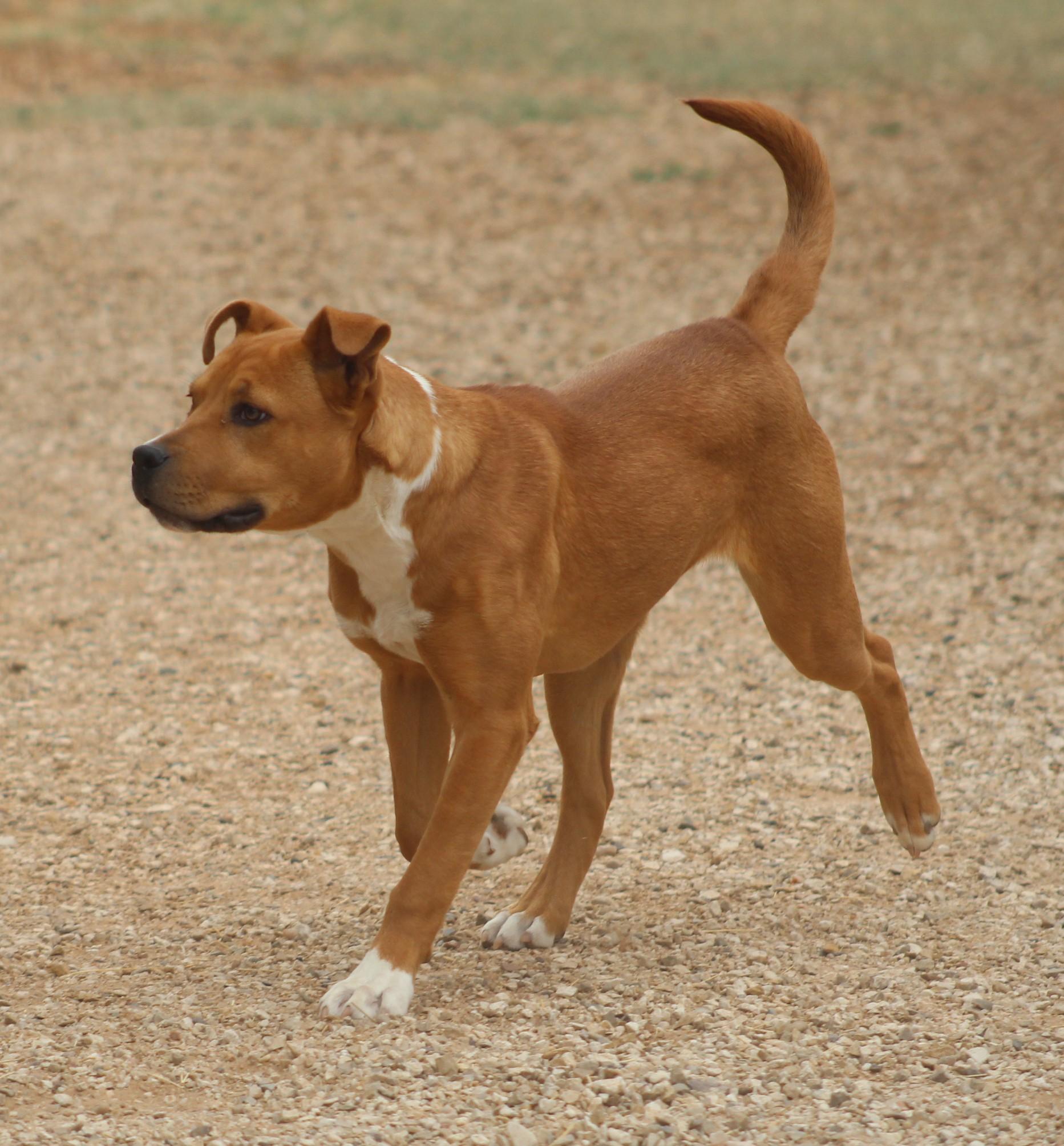 Enlarge Noel, a ADOPTABLE mixed breed in Post, TX image 2/6