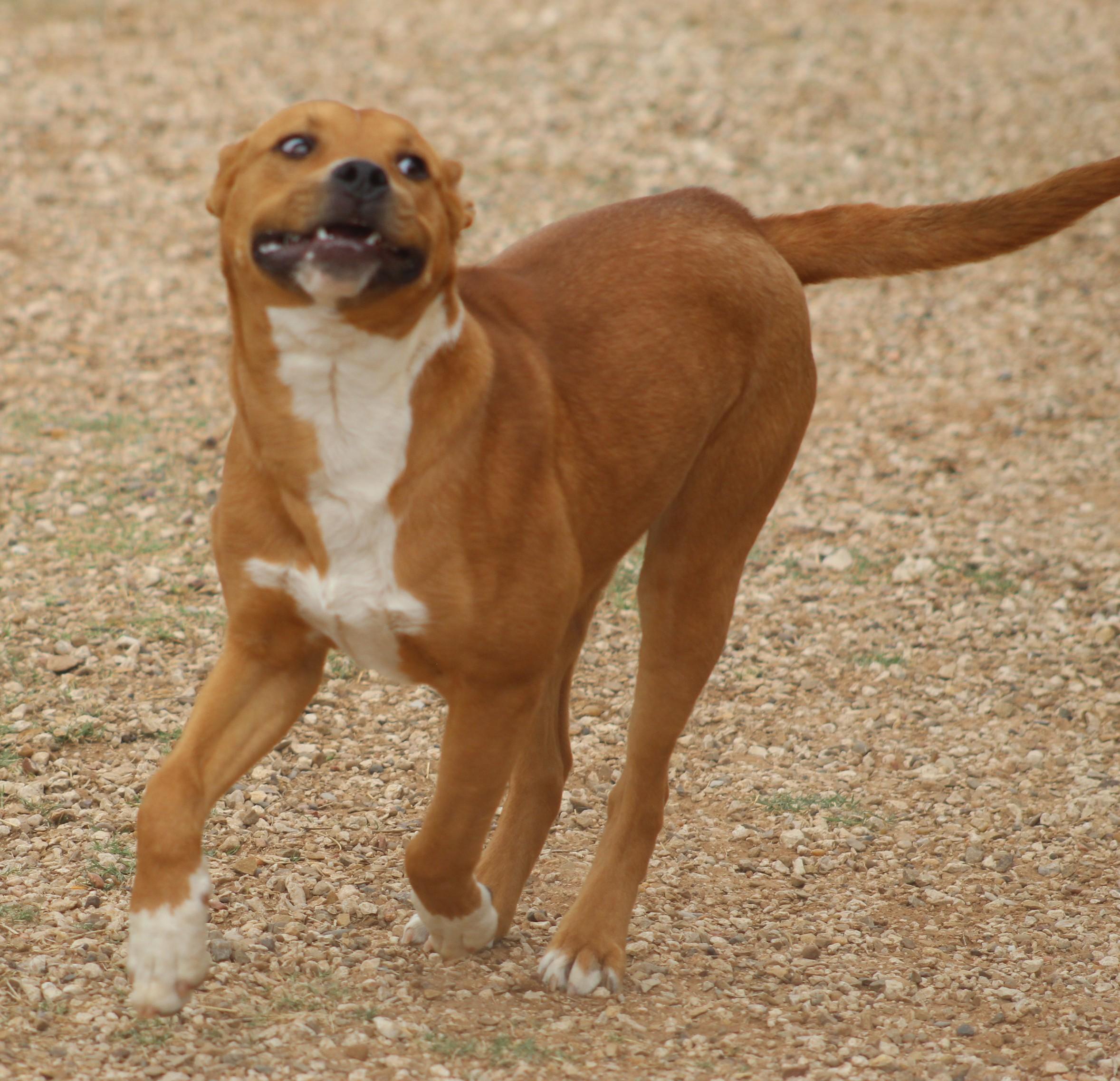 Enlarge Noel, a ADOPTABLE mixed breed in Post, TX image 3/6