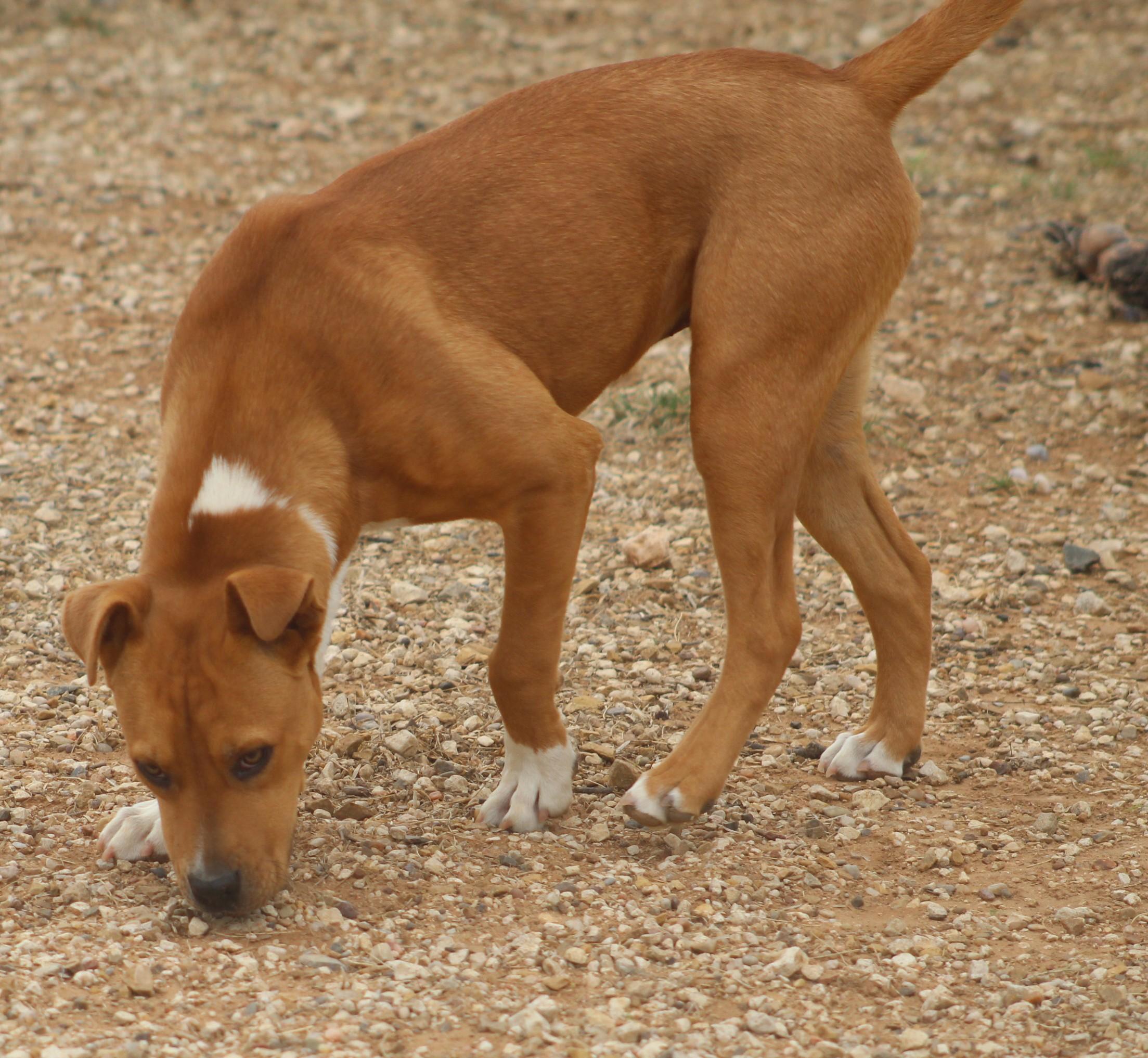 Enlarge Noel, a ADOPTABLE mixed breed in Post, TX image 6/6