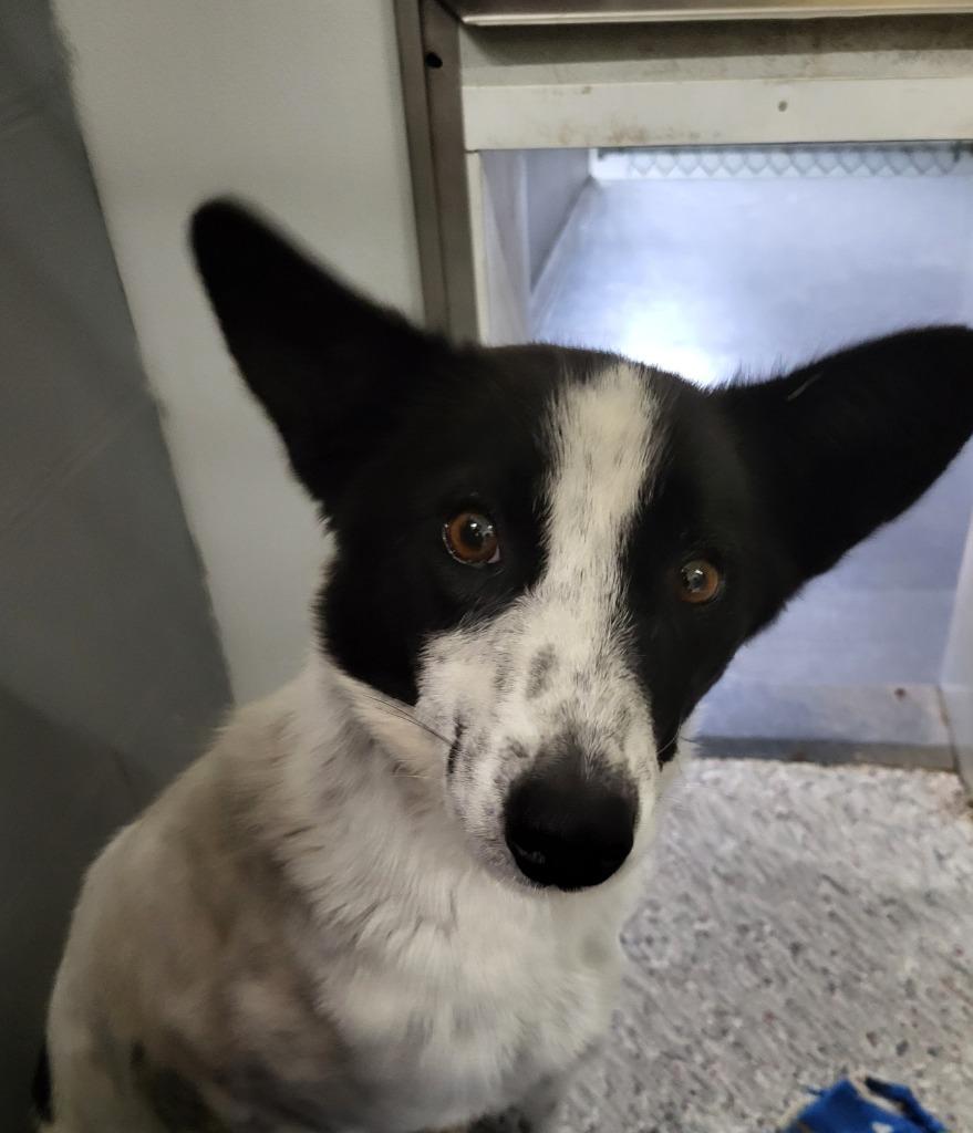 Cookie, Adoptable, Young Female Mixed Breed.