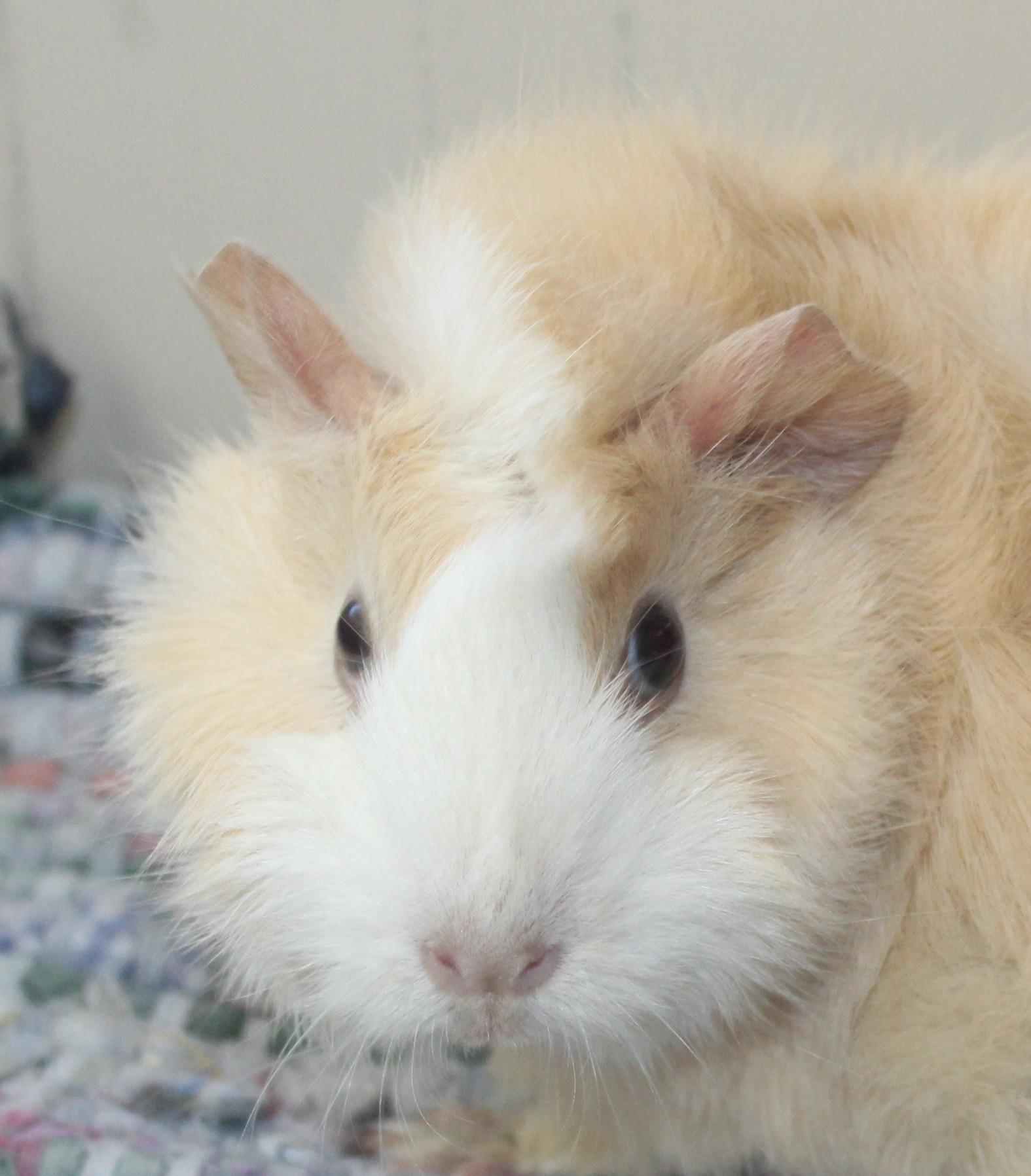 Cupcake, an adopted Guinea Pig in Huron, SD image 2/3