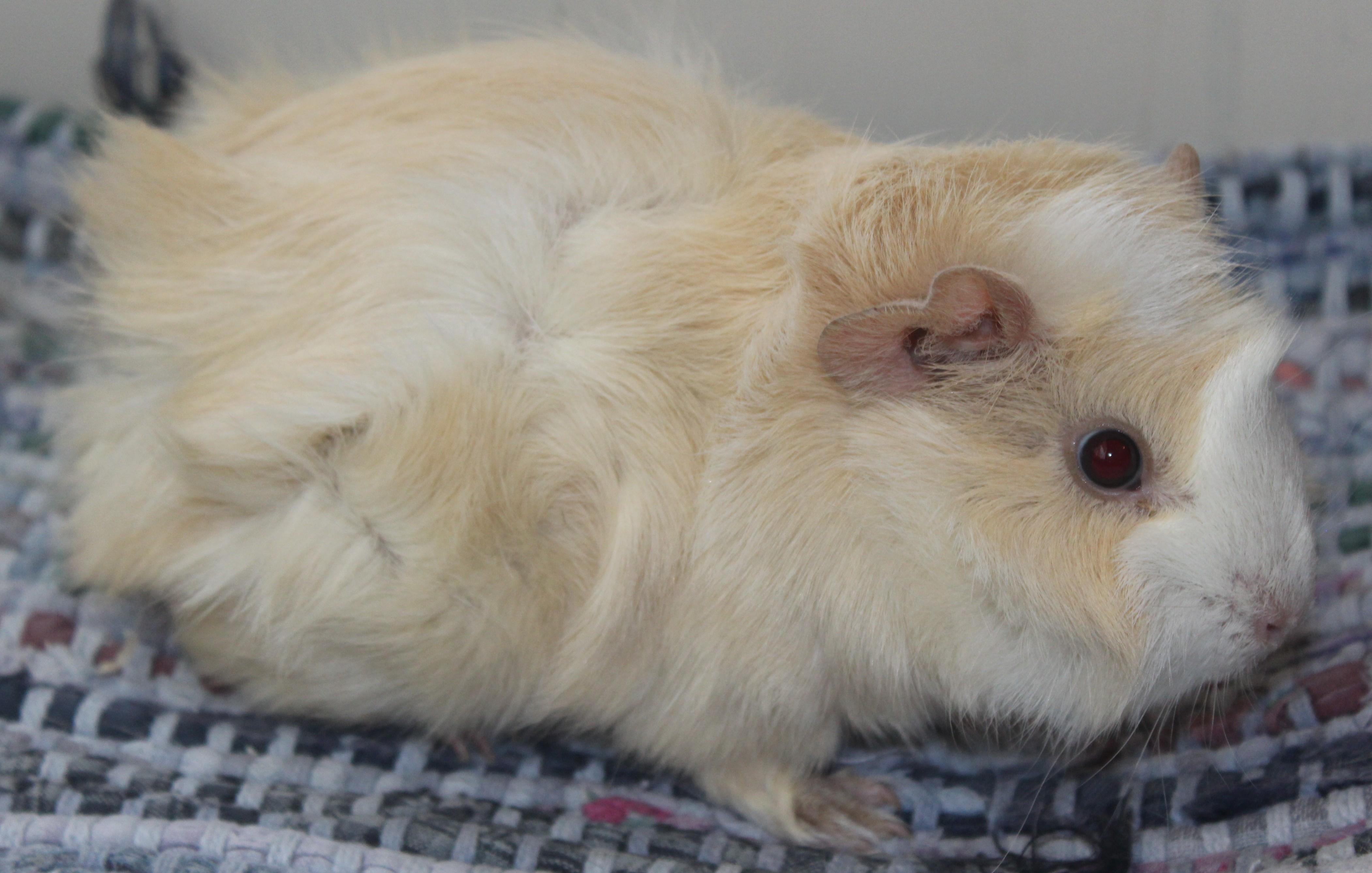 Cupcake, adopted, Baby Female Guinea Pig.