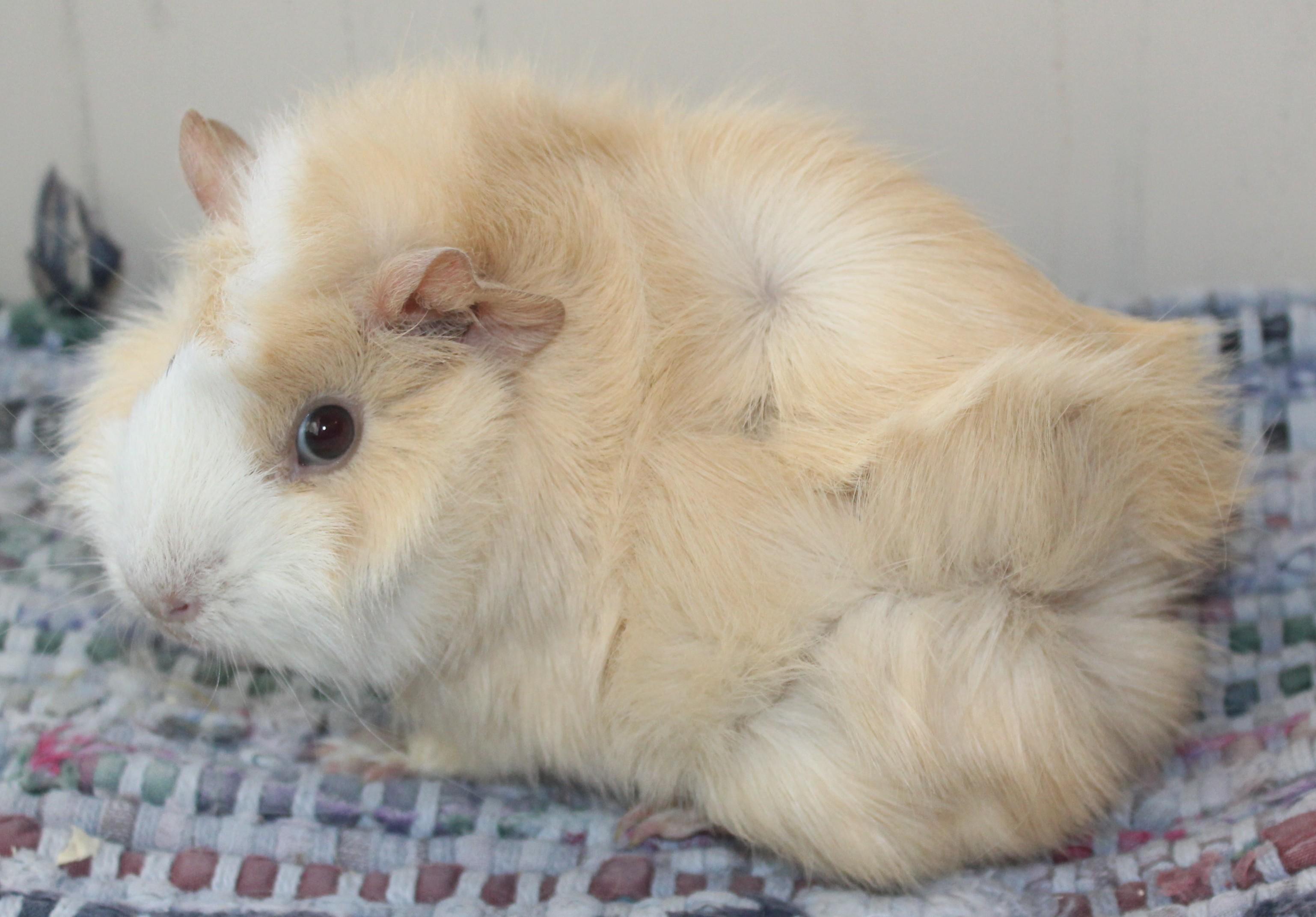 Cupcake, an adopted Guinea Pig in Huron, SD image 3/3