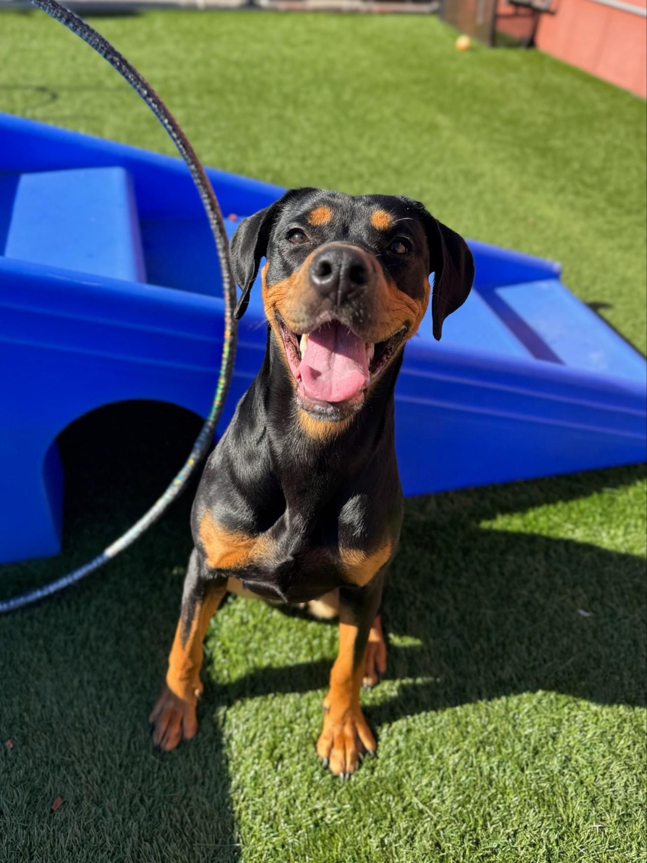 Dezi, a ADOPTABLE mixed breed in San Jose, CA image 1/4