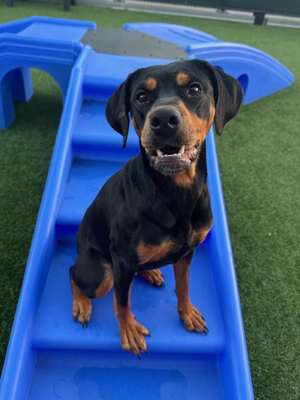 Dezi, a ADOPTABLE mixed breed in San Jose, CA image 2/4