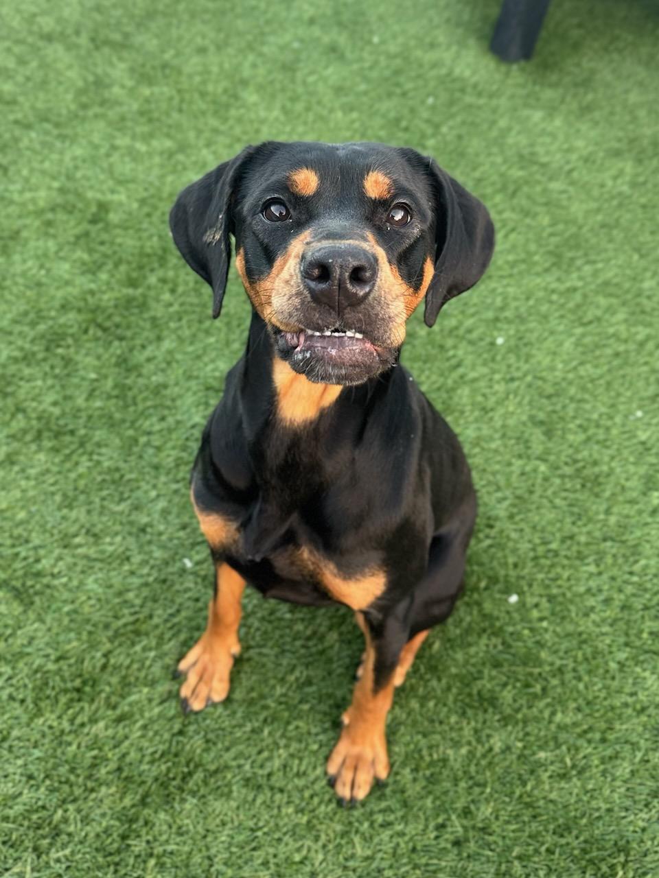 Dezi, a ADOPTABLE mixed breed in San Jose, CA image 4/4