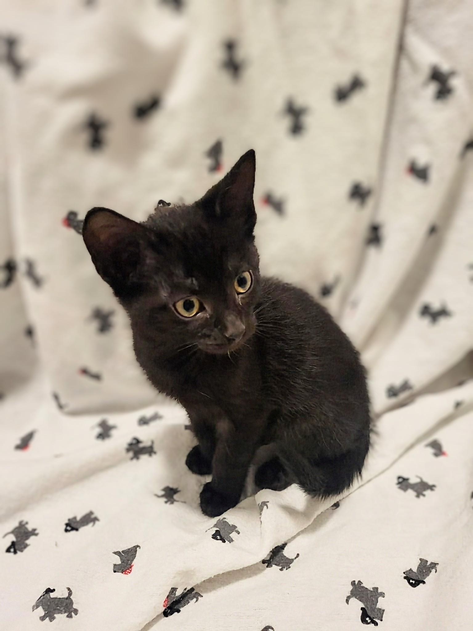 Jasper, a Adoptable Domestic Short Hair in Winnipeg, MB image 1/3