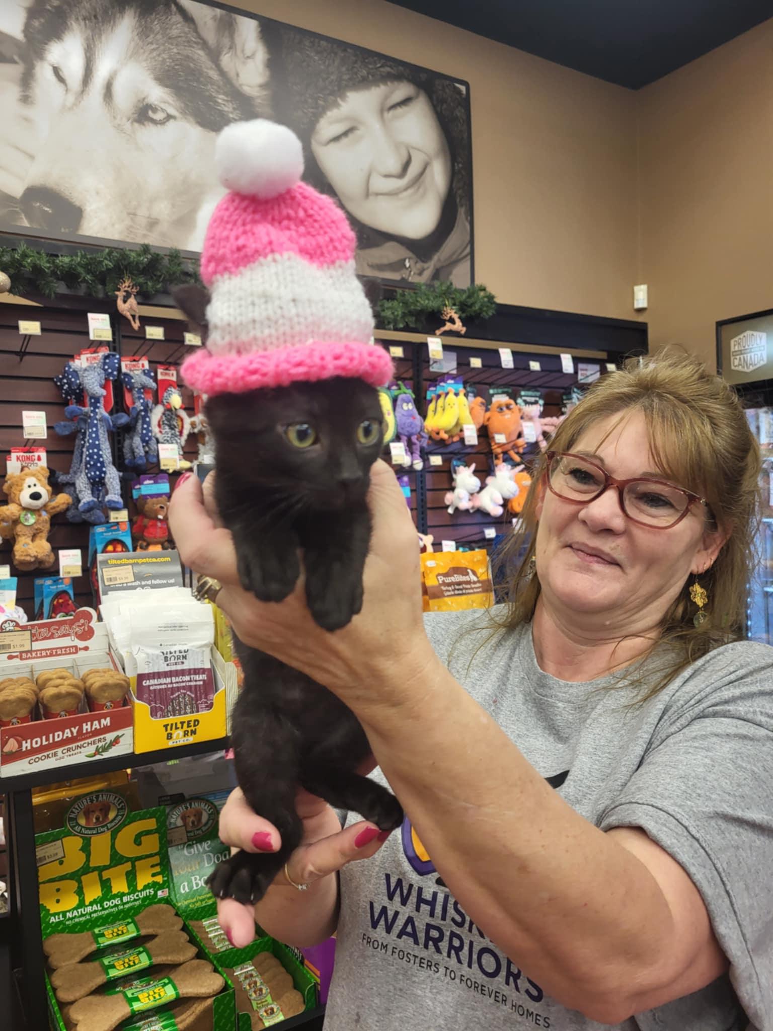 Jasper, a Adoptable Domestic Short Hair in Winnipeg, MB image 2/3