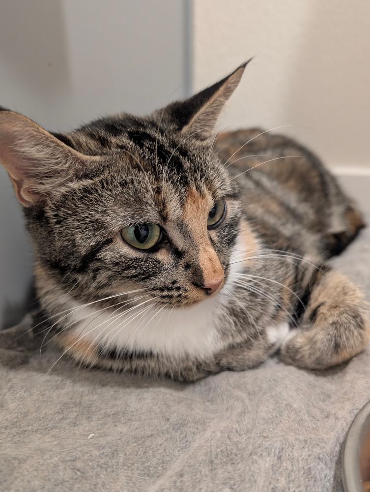 Mia Tabbico 2173. Cp, Adoptable, Adult Female Domestic Short Hair.