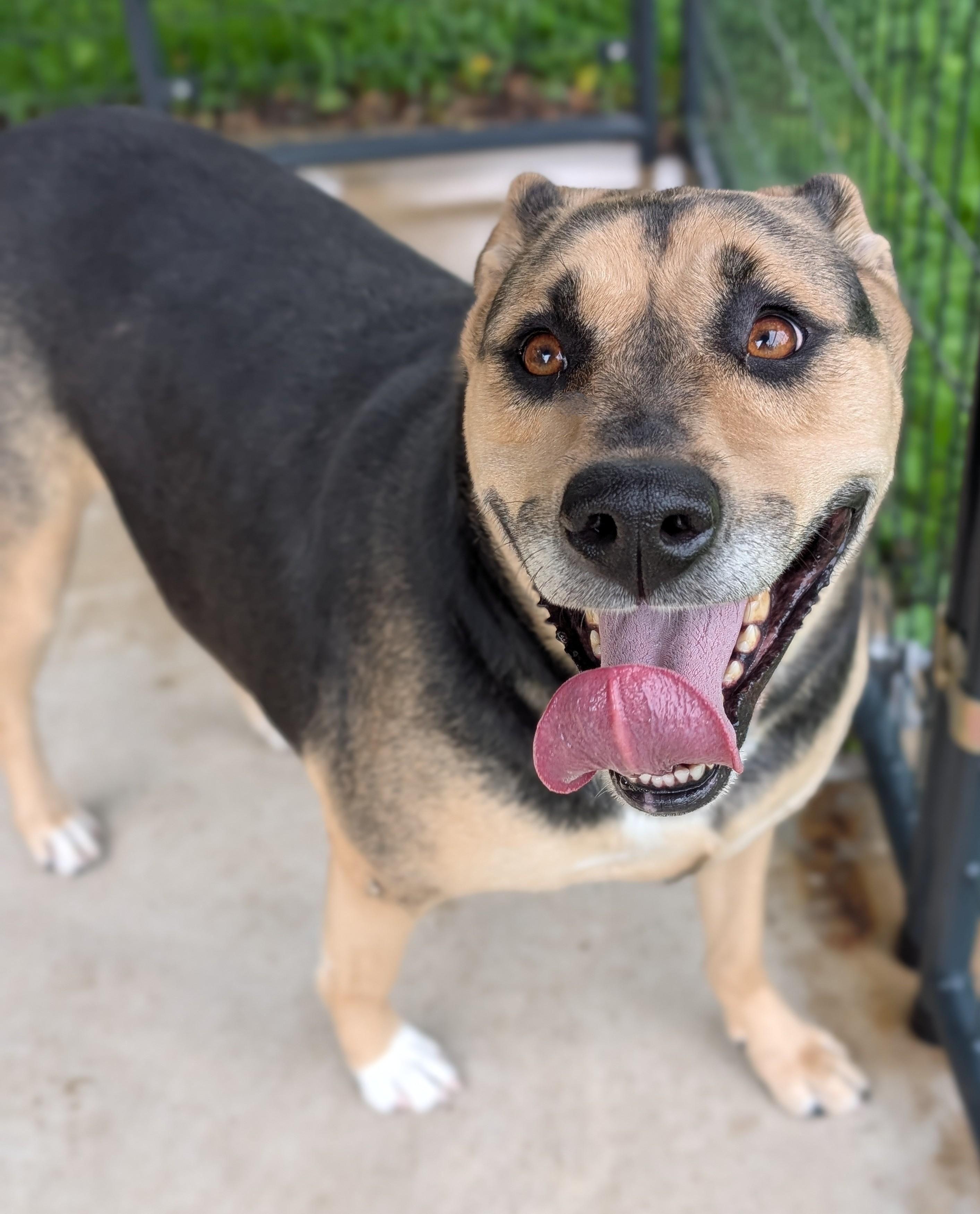 Enlarge Maxine, a Adopted mixed breed in Plainfield, NJ image 2/2