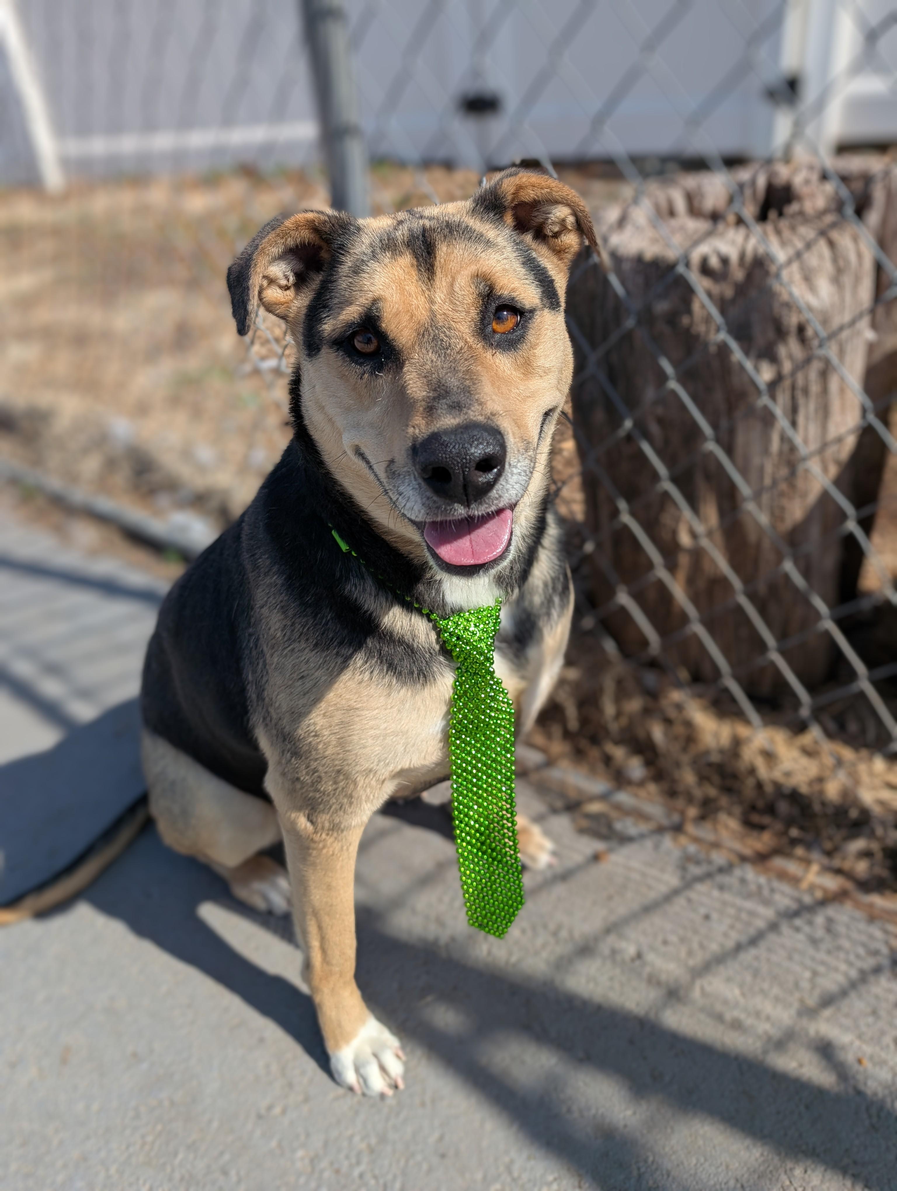 Enlarge Maxine, a Adopted mixed breed in Plainfield, NJ image 1/2