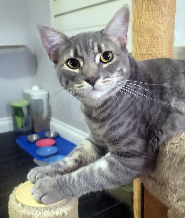 Darlington - Bonded Pair with brother, Sonoma, adoptable, Adult Male Domestic Short Hair.