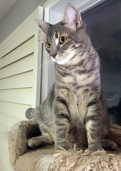 Darlington - Bonded Pair with brother, Sonoma — thumbnail 2