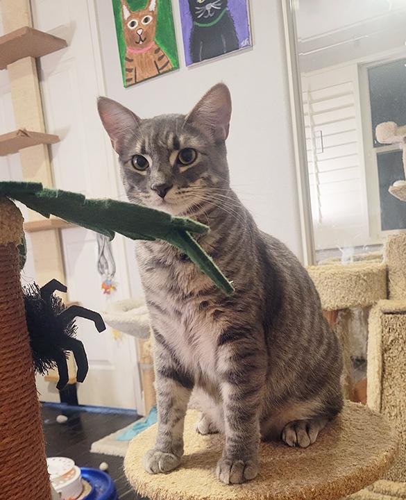 Enlarge Darlington - Bonded Pair with brother, Sonoma, an adoptable Domestic Short Hair in San Marcos, CA image 6/6