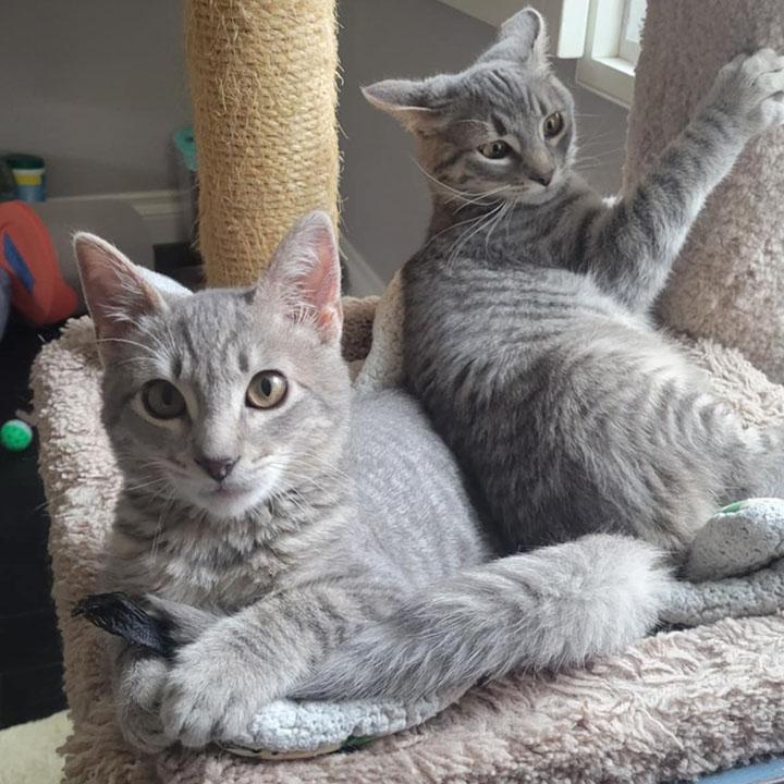 Darlington - Bonded Pair with brother, Sonoma — thumbnail 4