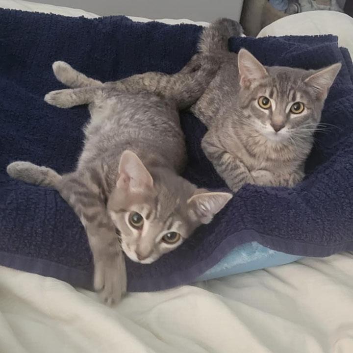 Darlington - Bonded Pair with brother, Sonoma — thumbnail 6