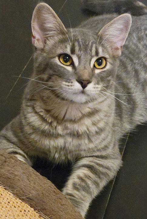 Darlington aka Mr. Wobbles