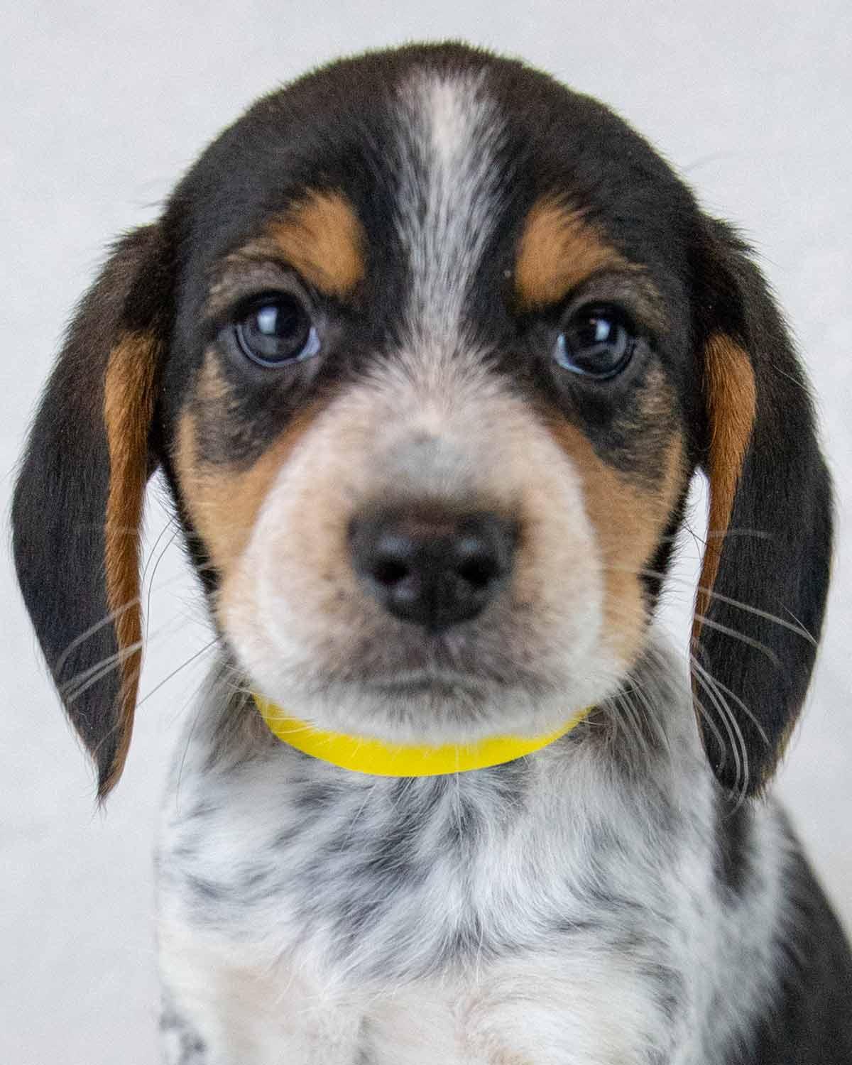 Enlarge Rerun, an adopted Beagle in Kennesaw, GA image 1/6