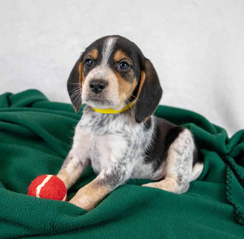 Enlarge Rerun, an adopted Beagle in Kennesaw, GA image 3/6