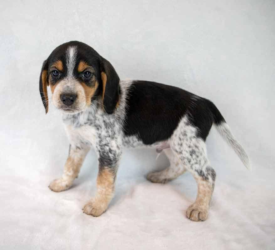 Enlarge Rerun, an adopted Beagle in Kennesaw, GA image 4/6