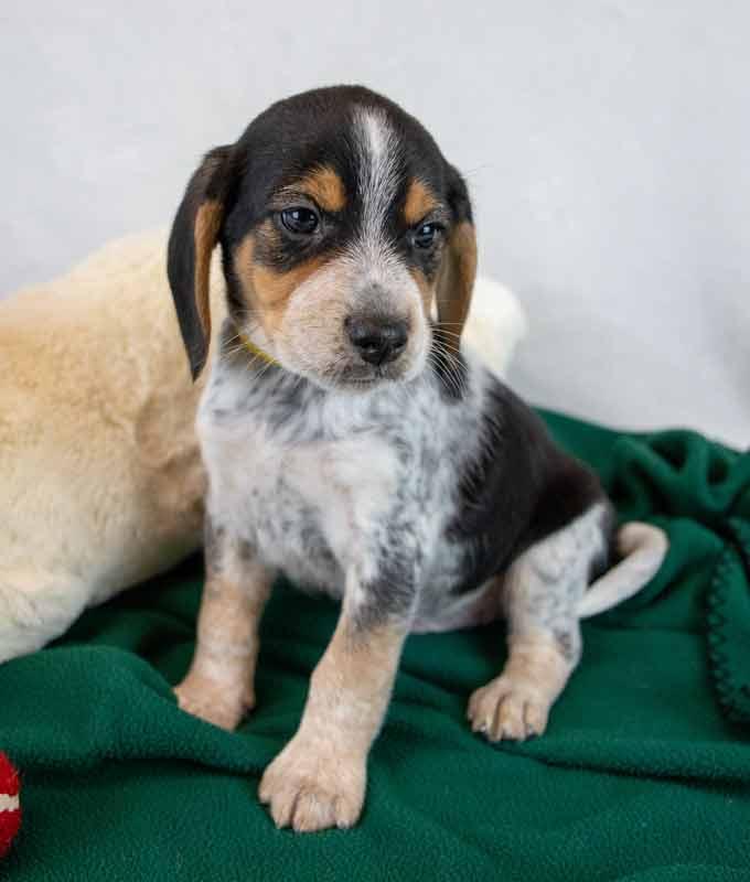 Enlarge Rerun, an adopted Beagle in Kennesaw, GA image 5/6