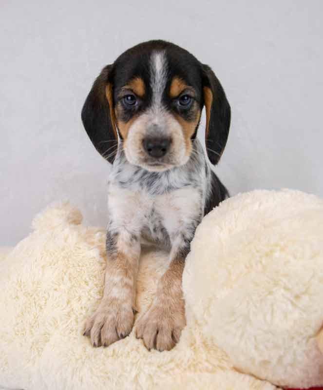 Enlarge Rerun, an adopted Beagle in Kennesaw, GA image 2/6